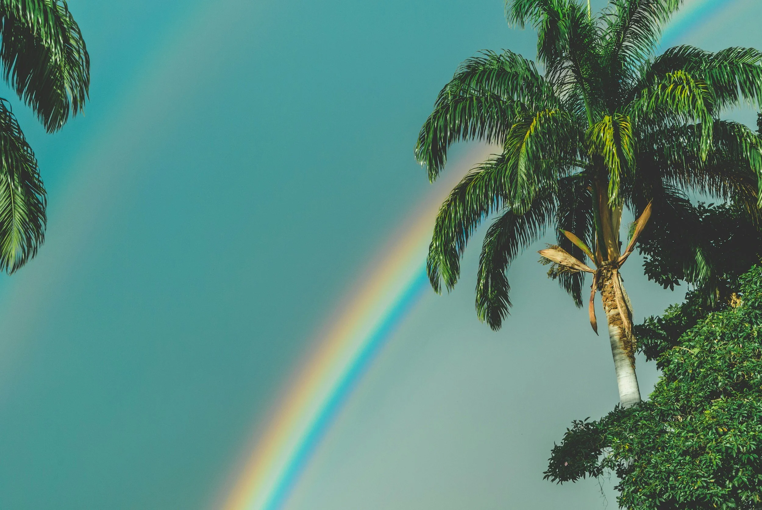 A tall palm tree with green fronds stands against a blue sky with a faint rainbow visible in the background. Travel with ease knowing your pets are safe at home.