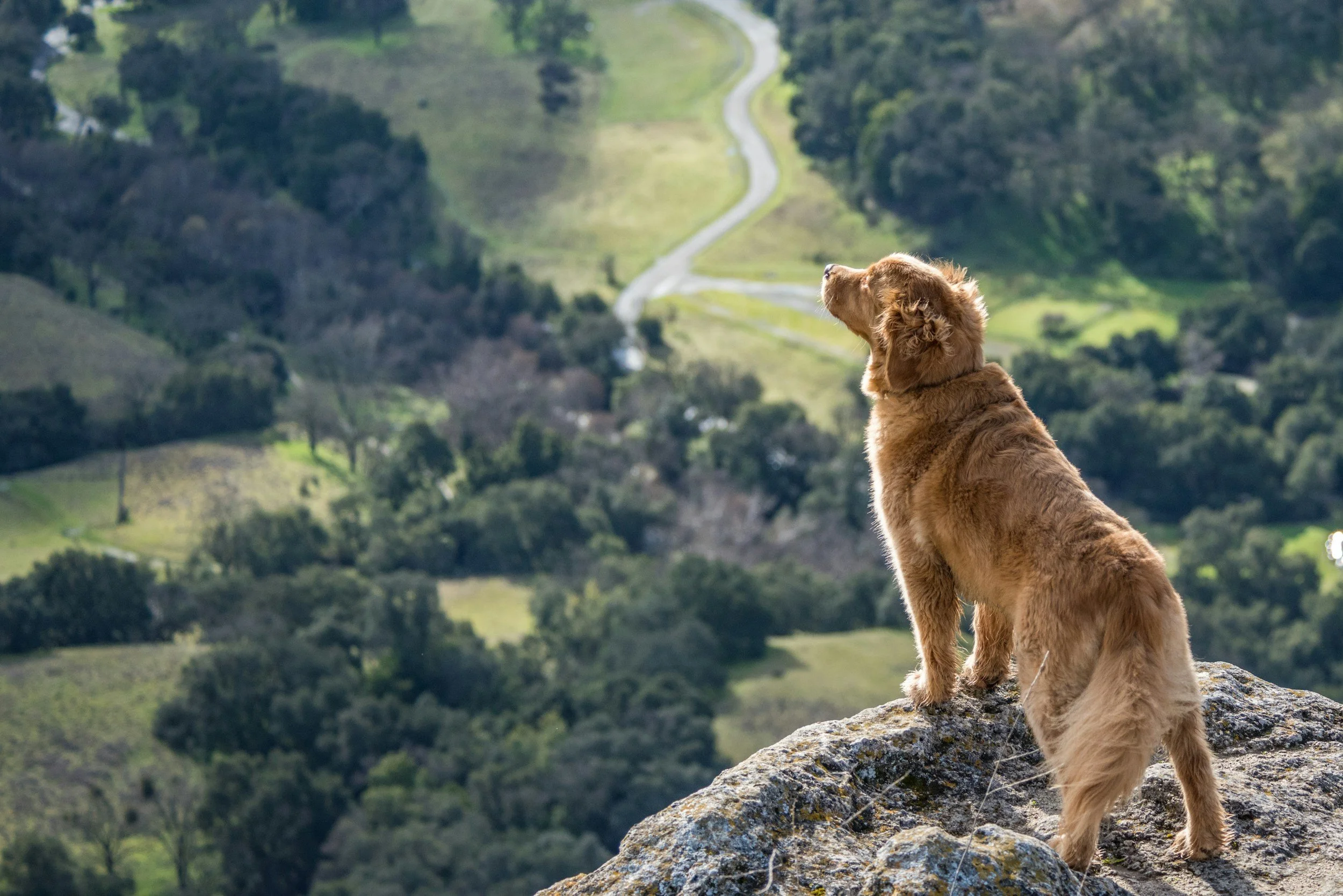 Golden retriever dog standing on a rocky outcrop overlooking a scenic valley with rolling hills and a winding road. pet sitting adventures.