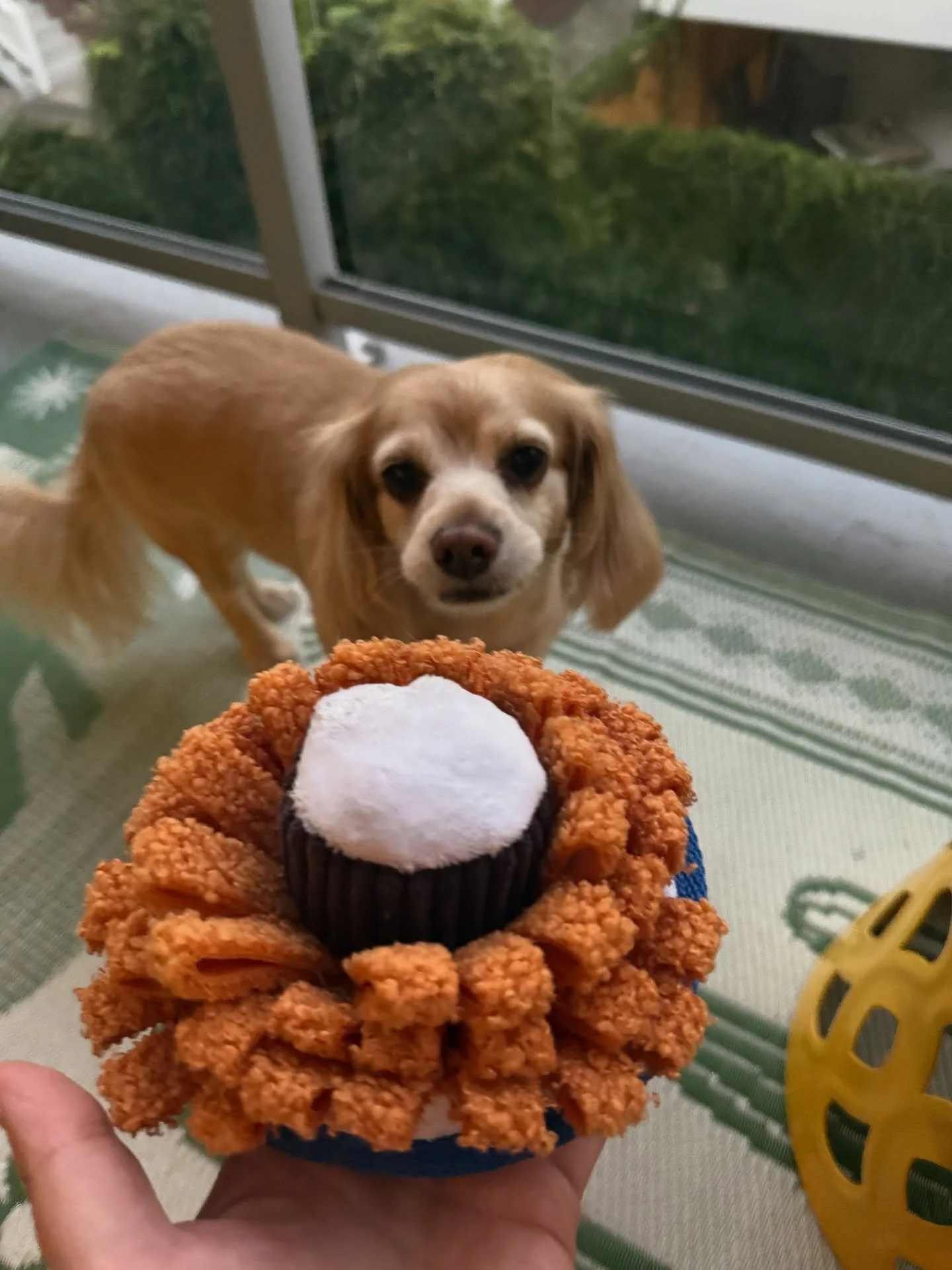 Bloomin onion, anyone? 😂🐶 ohhh I think it&rsquo;s so funny this pup has a toy bloomin onion, it&rsquo;s so specific 👏🏼😂🐶⭐️ 🧅🧅🧅🧅🧅 #dogsofinstagram #bloominonion #sitandwanderco #love #california #sandiego
