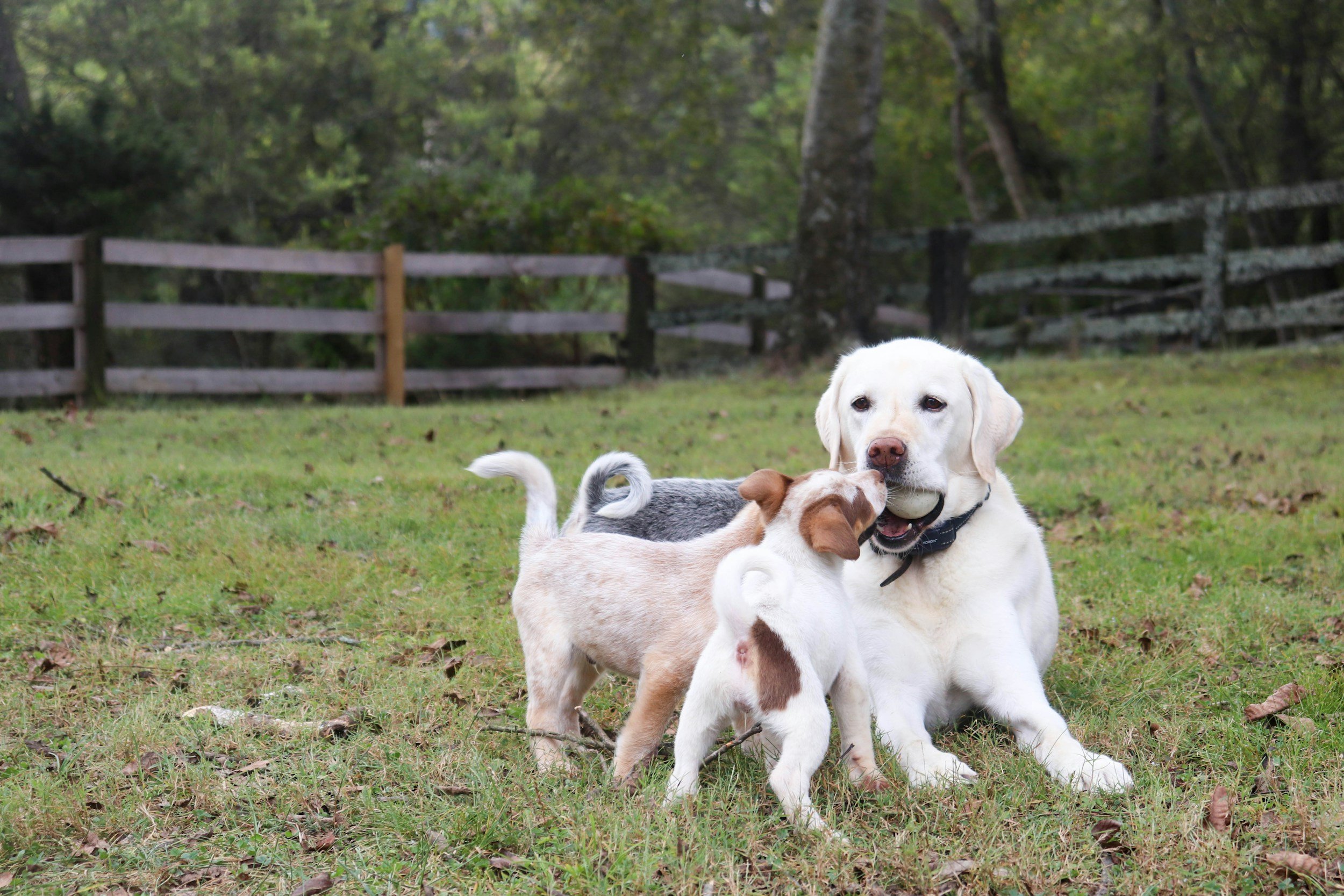 Three puppies playing on a grassy field with a wooden fence and trees in the background being loved and cared for while pet sitting