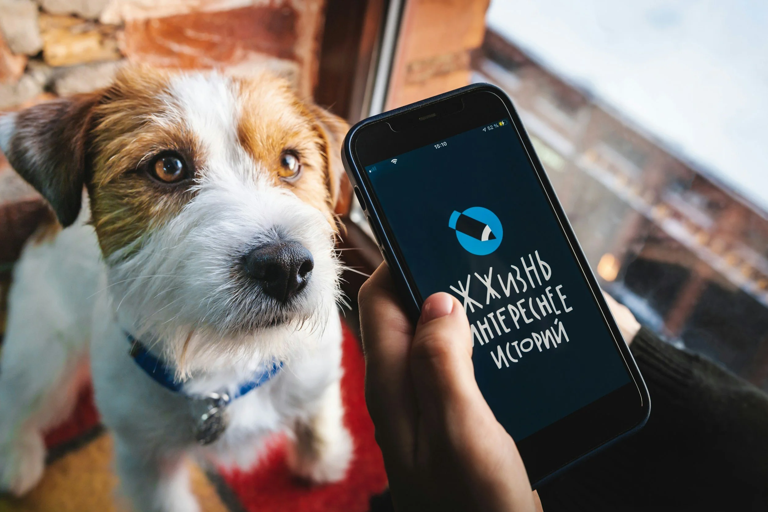 A close-up of a white and brown dog with expressive eyes looking at a smartphone held by a person. The phone displays a screen with text in Cyrillic script.