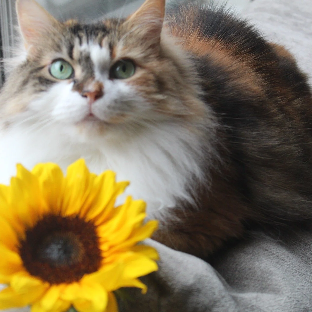 Happy Caturday. Today I want to dedicate this post to my beloved Millie aka Melody (aka Milliford, the 3rd).

Everything I do for Sit and Wander Co. Pet Sitting is in your honor, baby. You were always there for me and I promise to be there for all th