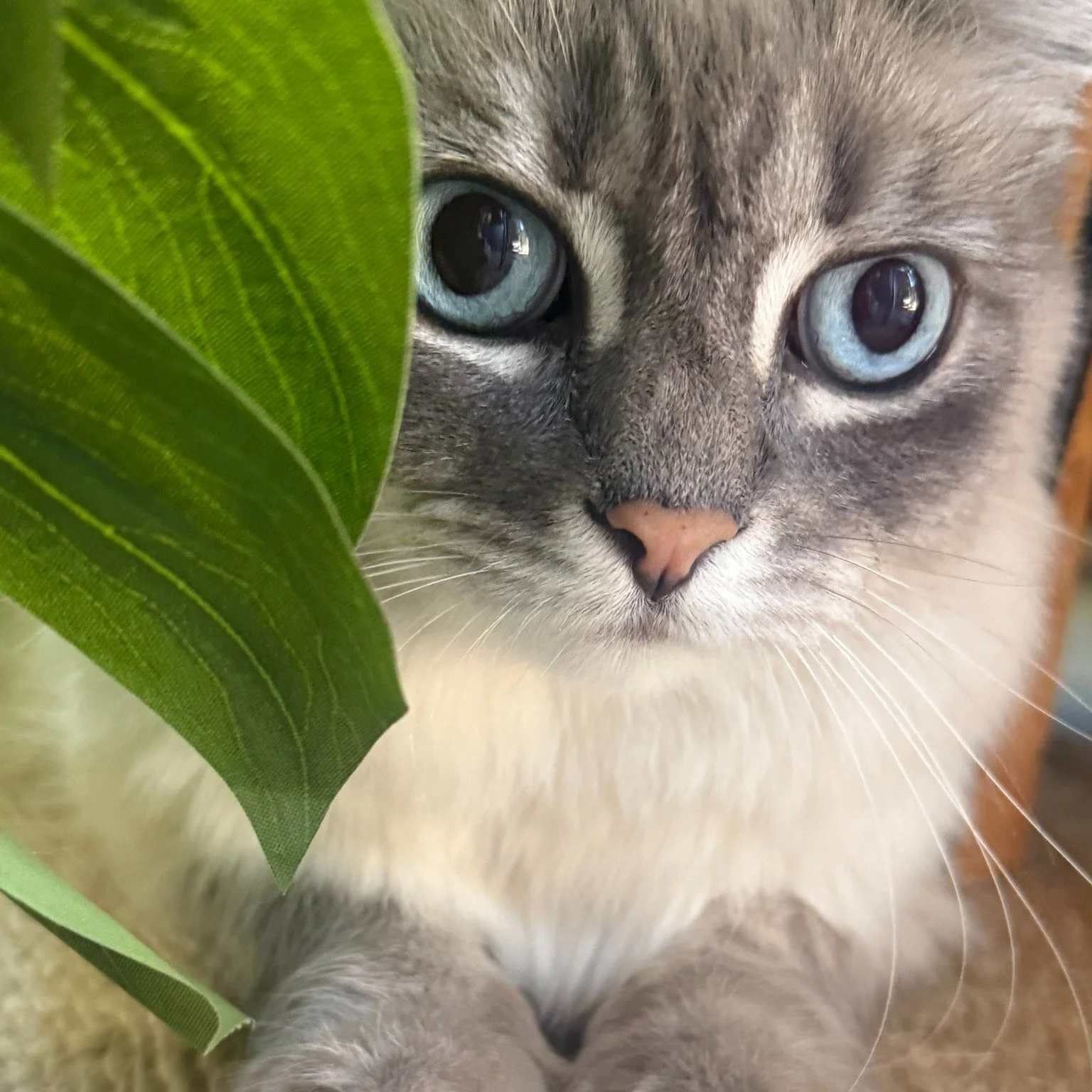 Diva alert 🍃 Such a gorgeous babe I have to have her on the grid. #siamese #catsofinstagram #petsitter #catlove #meow