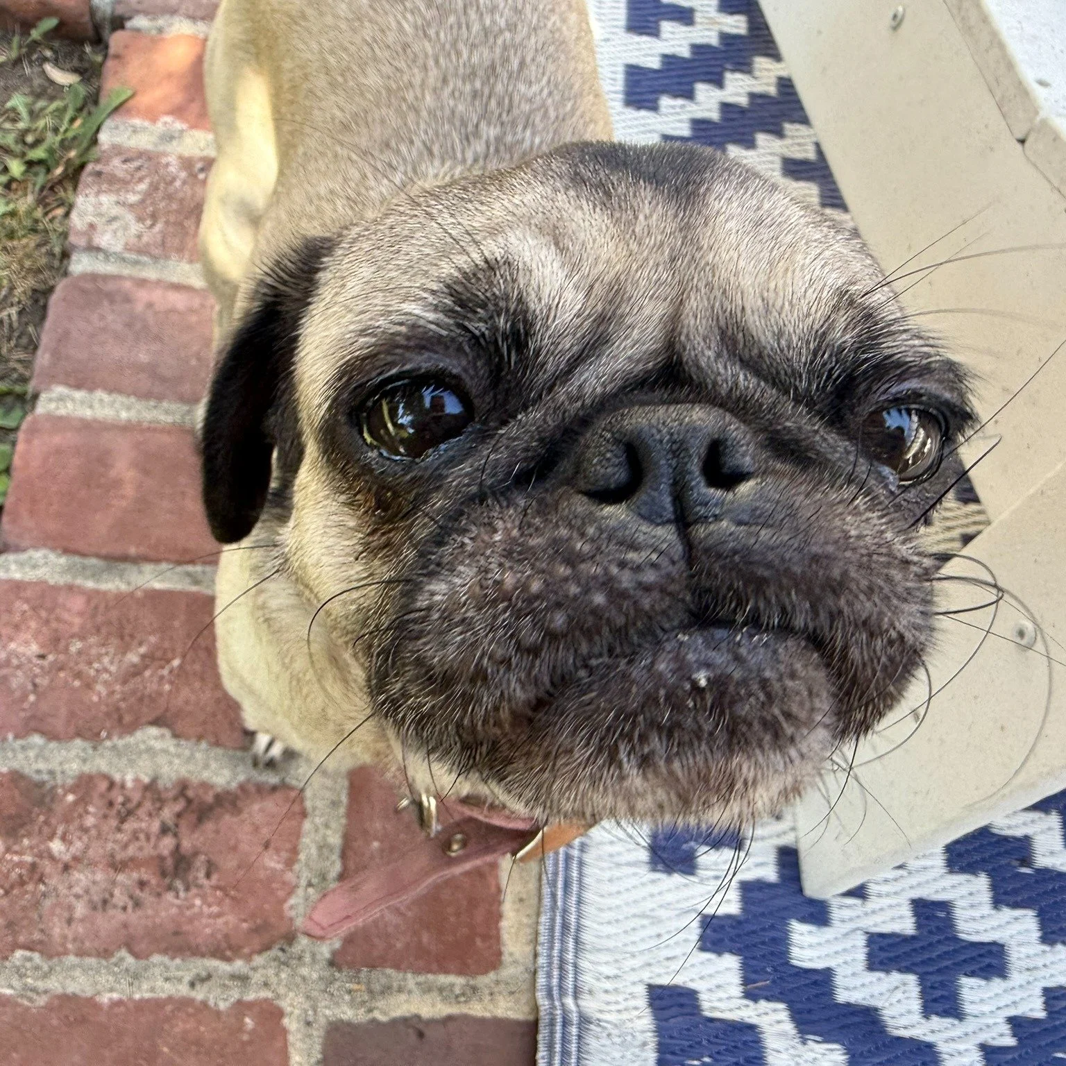 Look at this little smushy face.... 🥰 Such a sweet babe, LOVES to give a million kisses a second lol #pugs #puglife #petsitter #dogsofinstagram #Losangelesdogs
