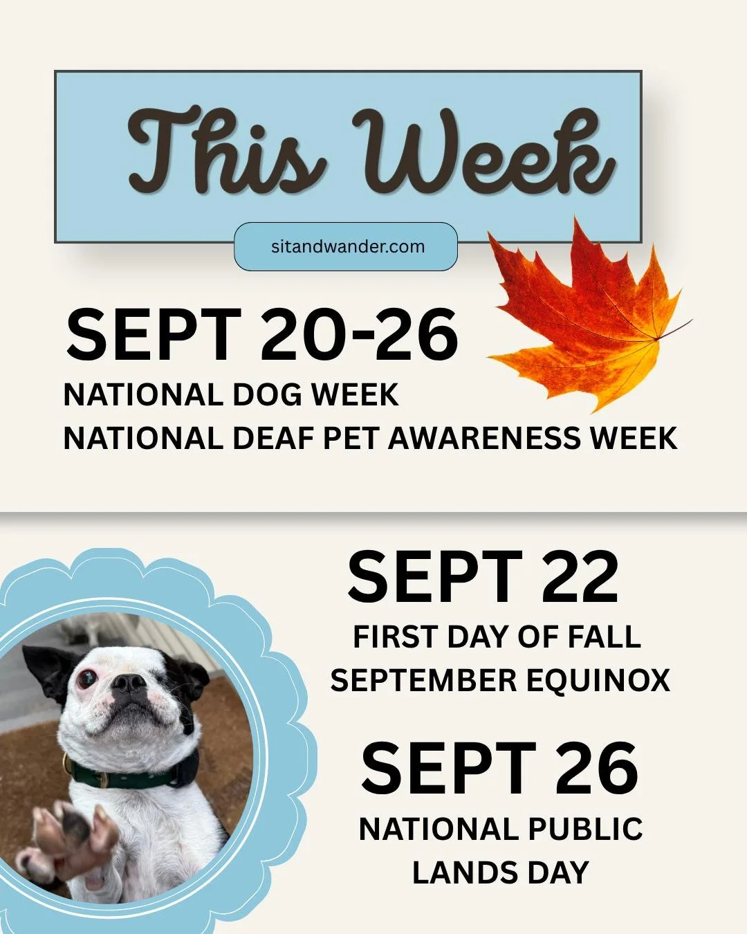 Happy National Dog Week hehe Some cute days ahead. 🍂 woof meow  #NationalDogWeek #nationaldogweek #ladogs