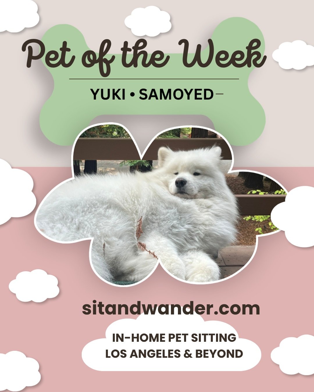 ☁️ Meet Yuki, the fluffiest cloud. ☁️🐾

This was such a special sit for me. Yuki was so perfect that the second I looked at him any thought in my head just melted away. Caring for this fluffy floof honestly one of my dreams come true. 🤍I didn't eve