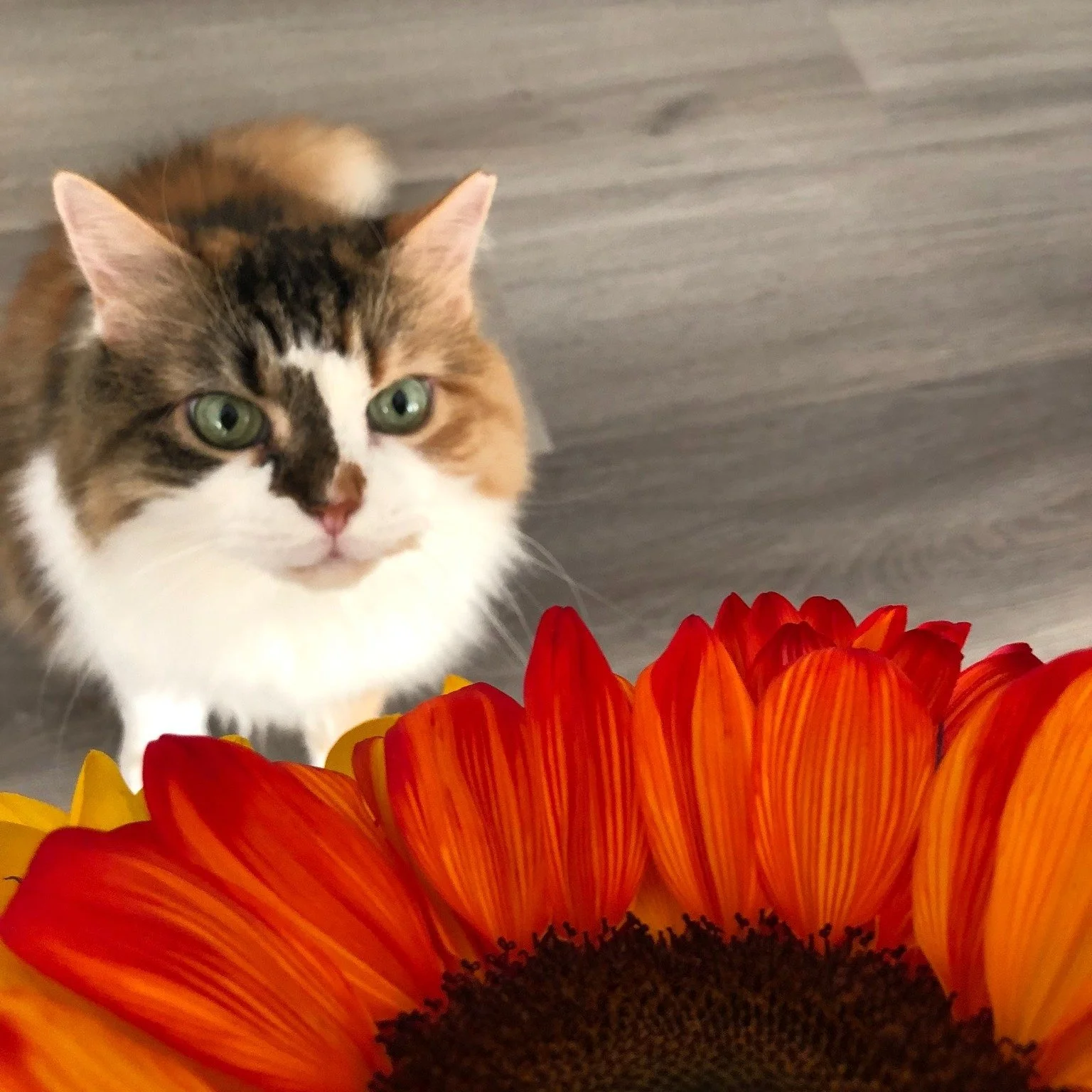 🍂 Happy Fall Equinox the official beginning of a new season. YAY at 5:05 pm PDT

Here&rsquo;s to cooler walks, golden light, cozy evenings at home, and plenty of new places to wander. 🐾🍁

What are you and your pets looking forward to most this fal