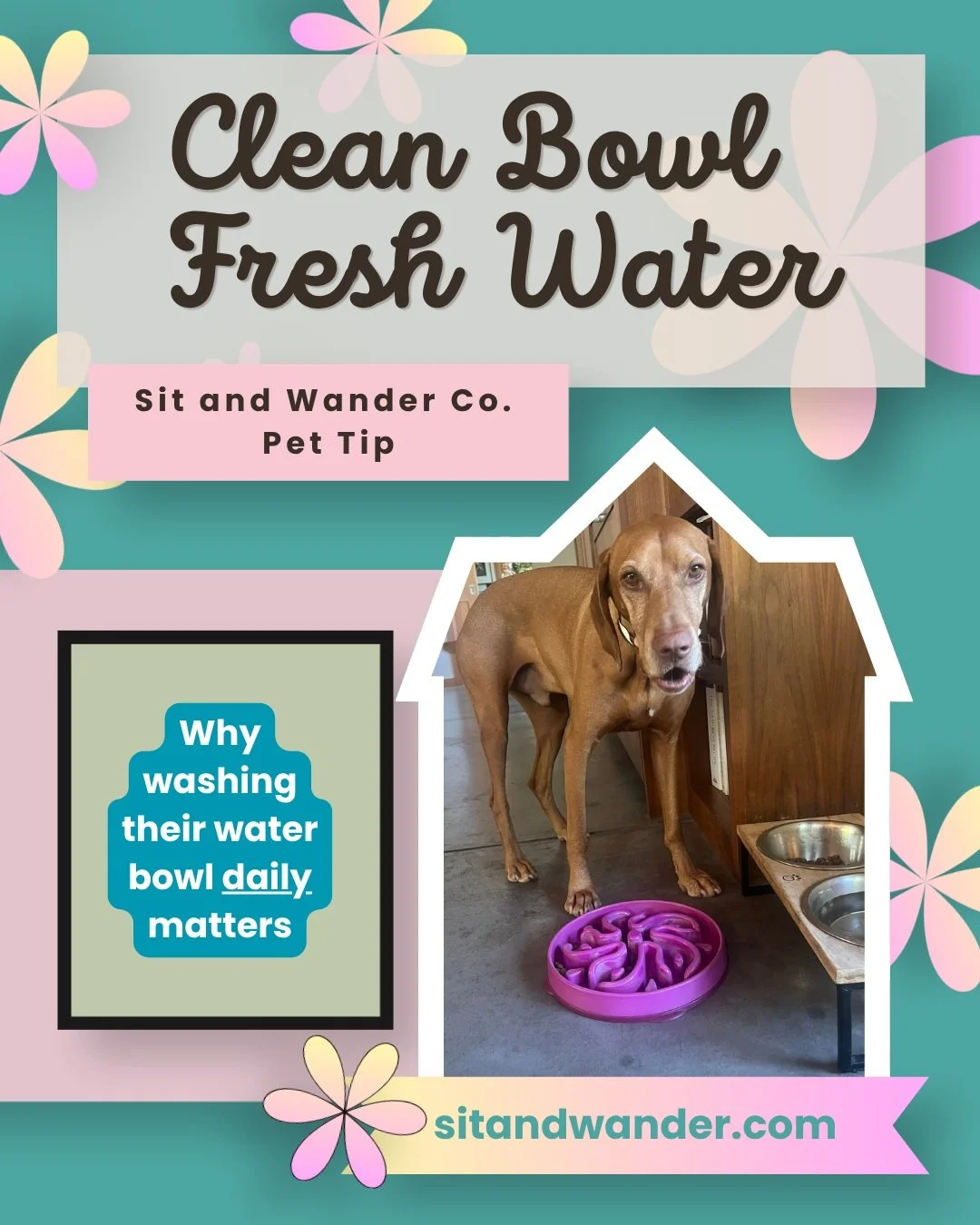 For National Dog Week, I wanted to share my fave little pet care tip b/c it makes a HUGE difference in their health and happiness💧🐾

Even if your dog is a messy drinker or the cat's water looks clean, things like saliva, food particles and bacteria