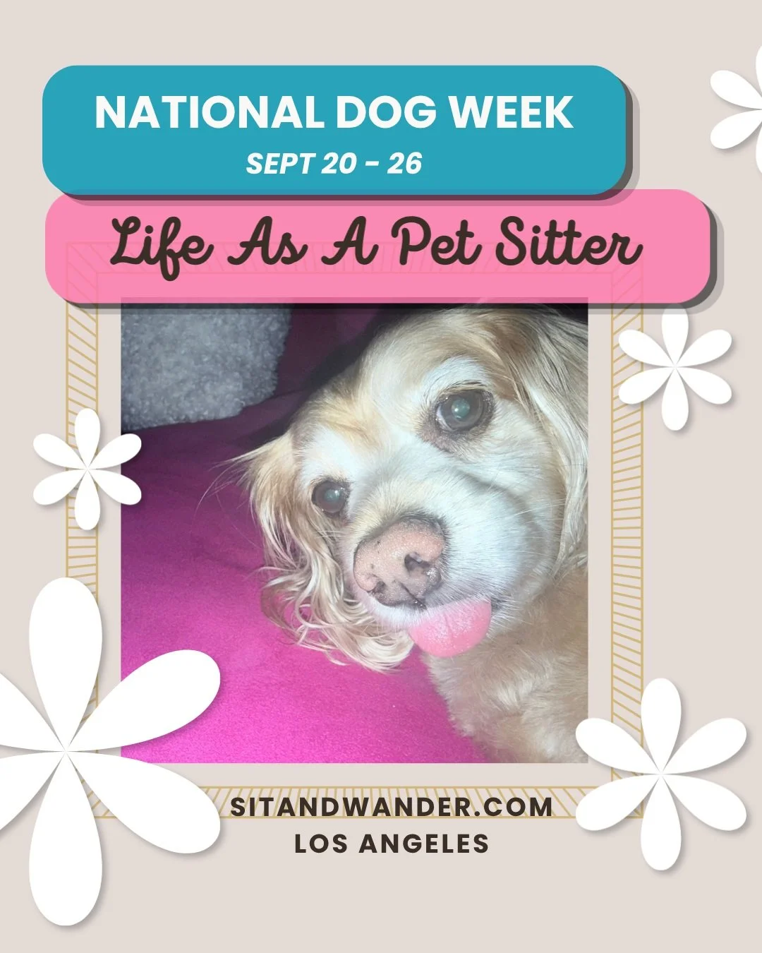 Raffy is a special little floof potato. For National Dog Week I want to dedicate this post to him!

I love pet sitting because of how attached I get to these lil guys. During his stay he brought ME so much joy. 

I love the video at the end cuz I cap