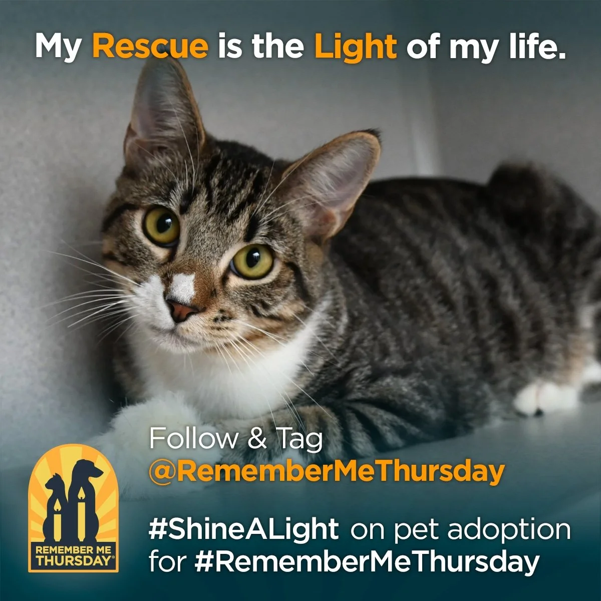 #RememberMeThursday, is today September 24, 2026. 
Changing just one mind can save a life. Post to Social Media to help others #ShineALight on pet adoption on #RememberMeThursday, September 24, 2026, so the world can show others why pet adoption is t