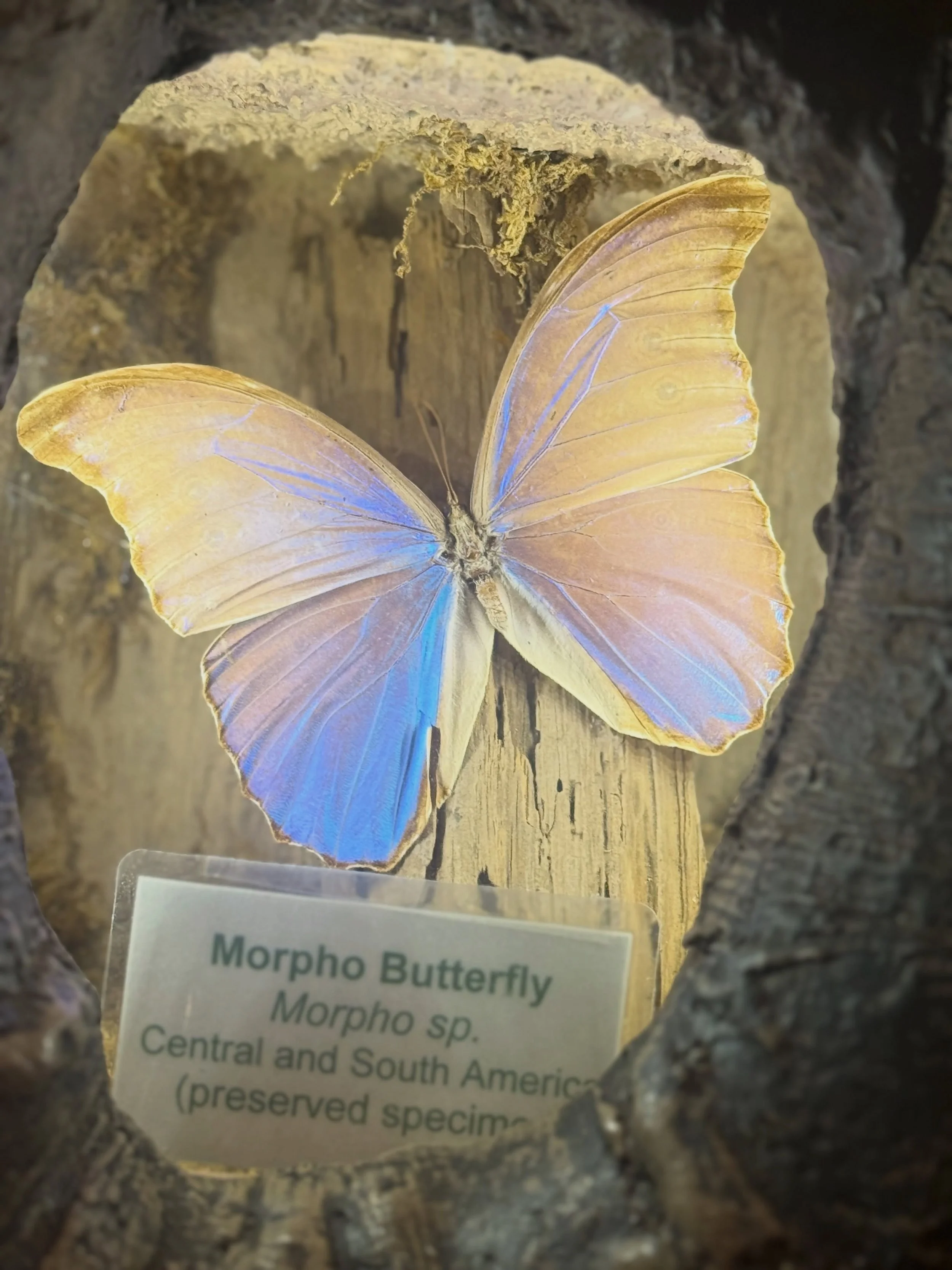 It&rsquo;s 9/25 which means here in California it&rsquo;s Dolly Parton Day! 🌼🦋🤍 Dolly was a fierce lover of all including animals a butterflies. Posting some wandering I had that remind me of Dolly including a butterfly that landed on me during a 