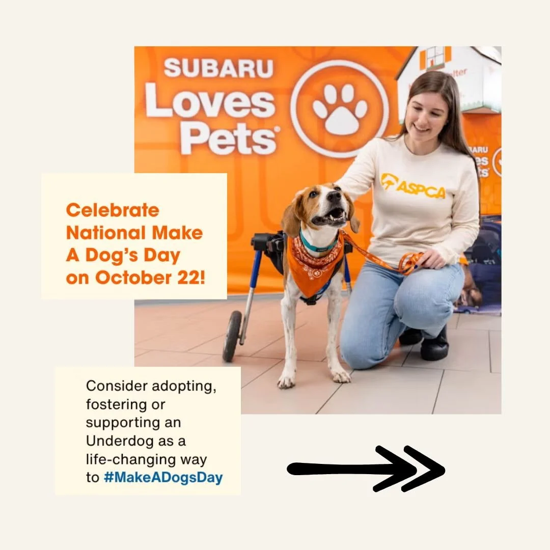 10/22/26 is National Make A Dog&rsquo;s Day!!!!!!

The 8th annual National Make A Dog&rsquo;s Day is today October 22. This day was created by Subaru to encourage all dog lovers across the country to do something special for their pets. This year, Su
