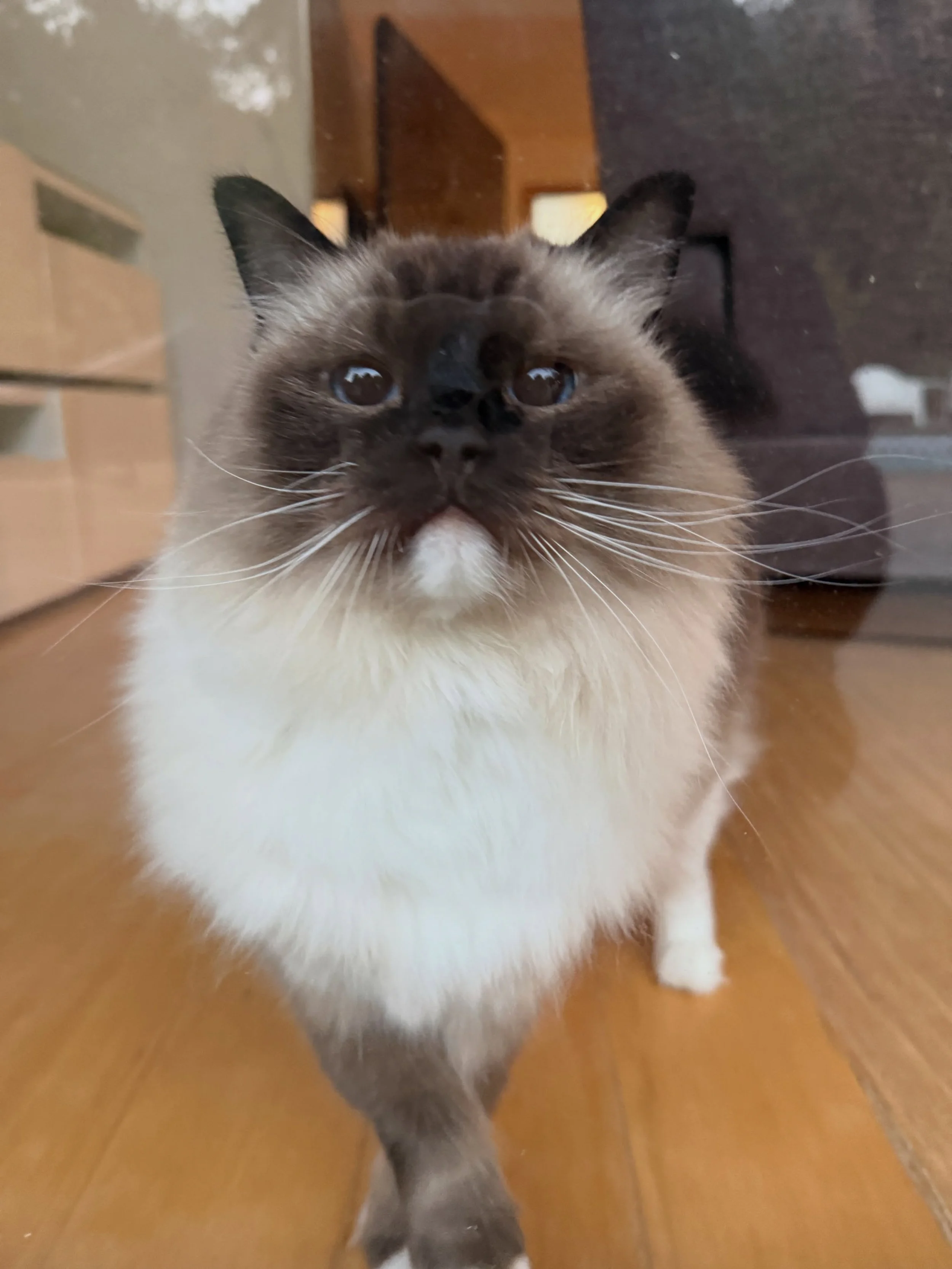 RAGDOLL! Chino is the prettiest girl I&rsquo;ve ever met! Her eyes kinda take over my soul when she looks at me so I try to make eye contact as much as possible! Slow blinks of course lmao obsessed. Happy Friday beautiful people on Instagram thanks f