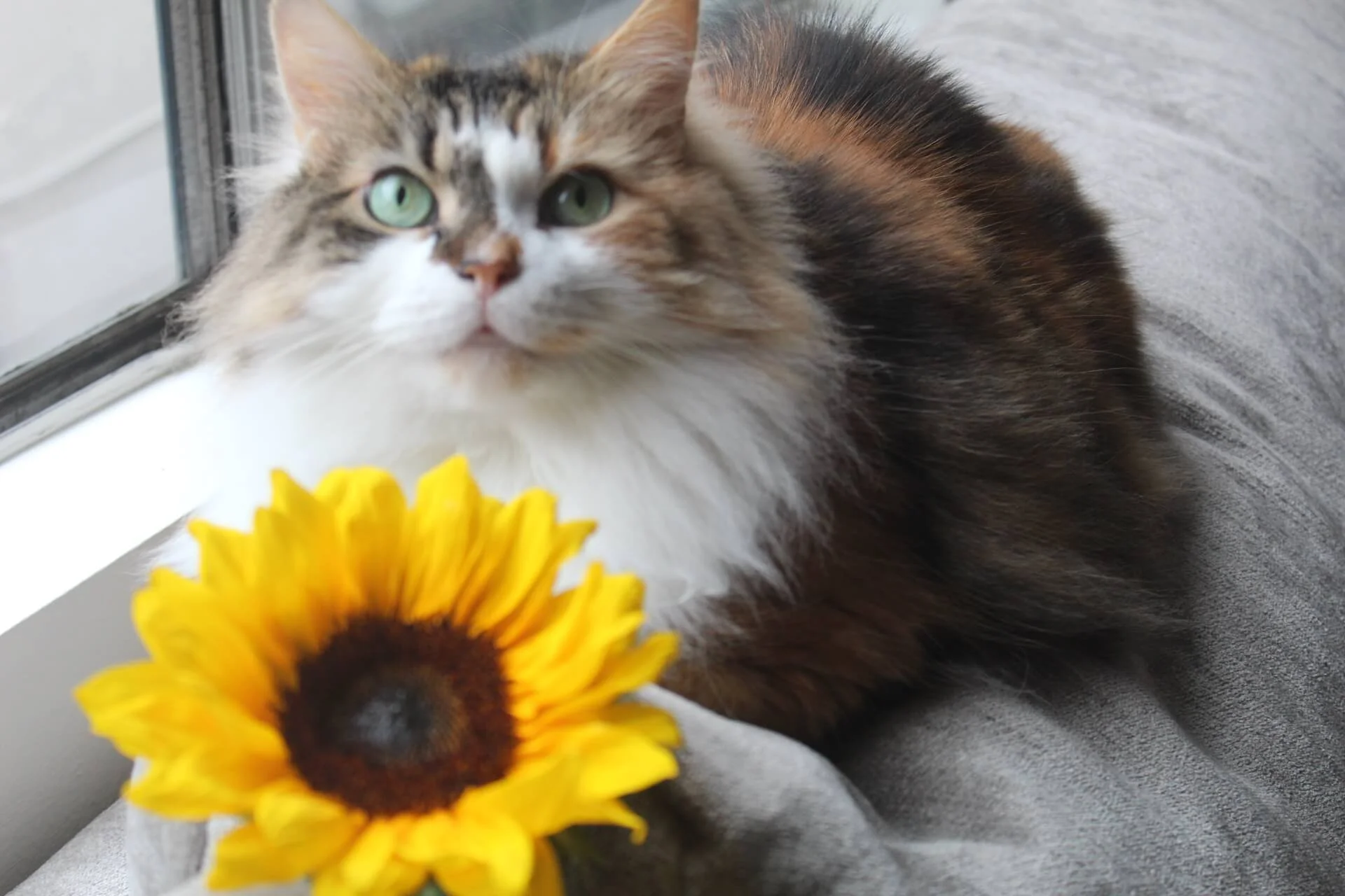 A tabby cat with green eyes lying on a gray surface near a window, with a yellow sunflower partially visible in the foreground.