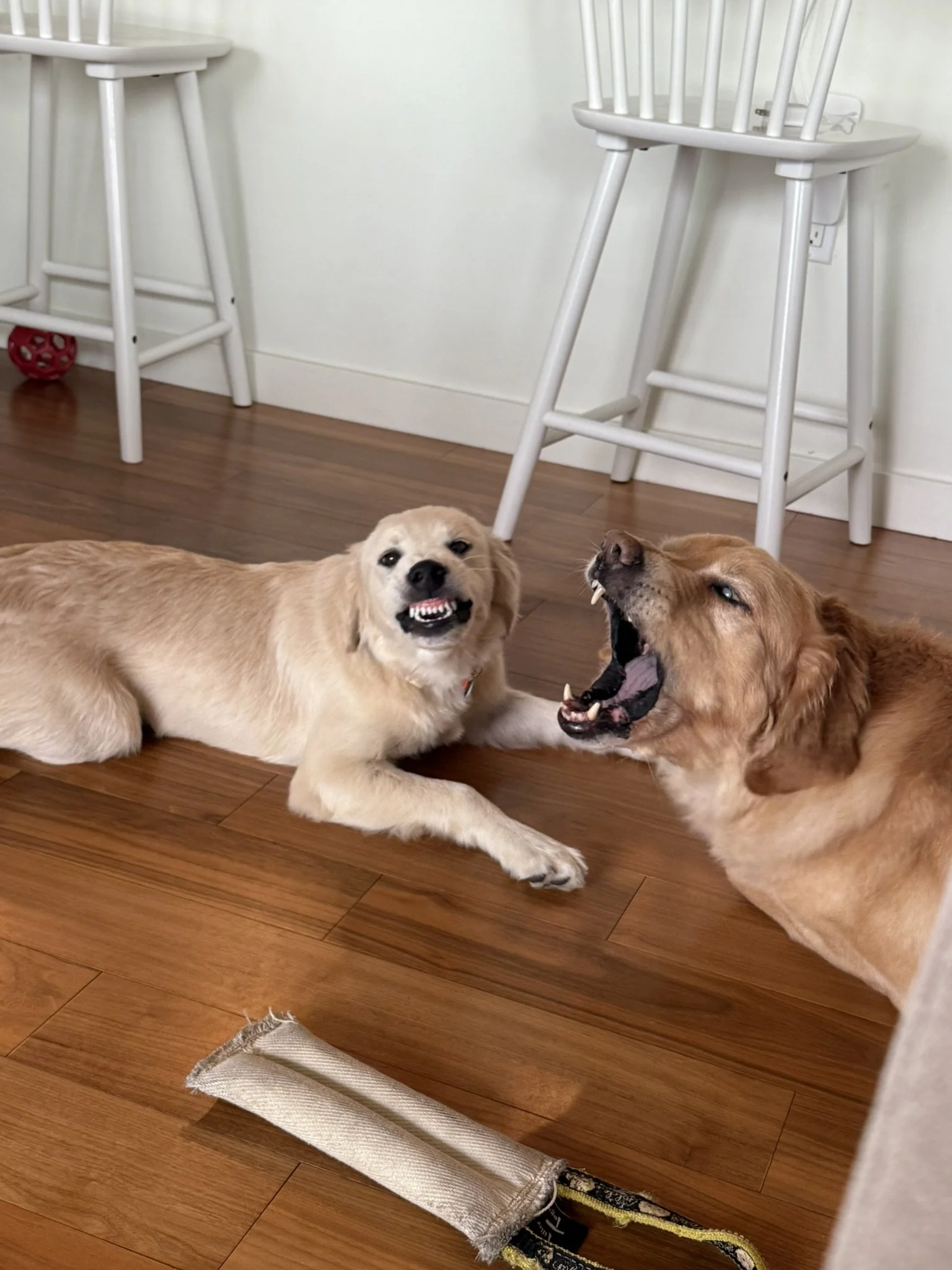 Two dogs, one light-colored and one darker, are on the floor biting and playing with a long, frayed fabric item in a room with wooden flooring and white chairs.