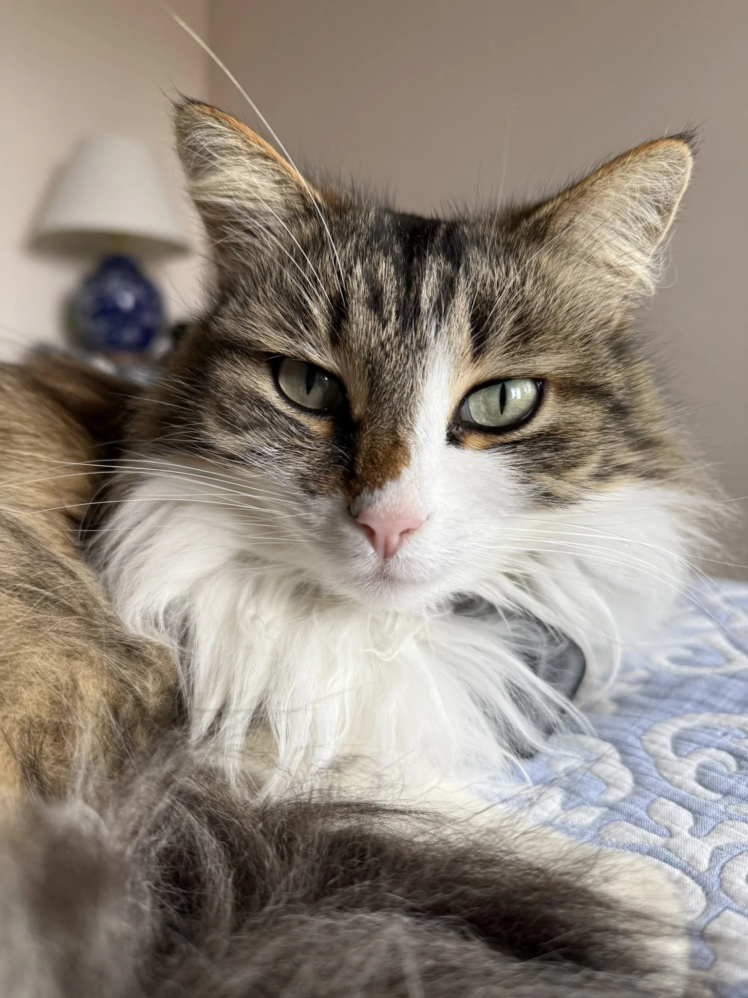 Close-up of a tabby cat with green eyes resting on a quilted surface happy during an in home pet sit