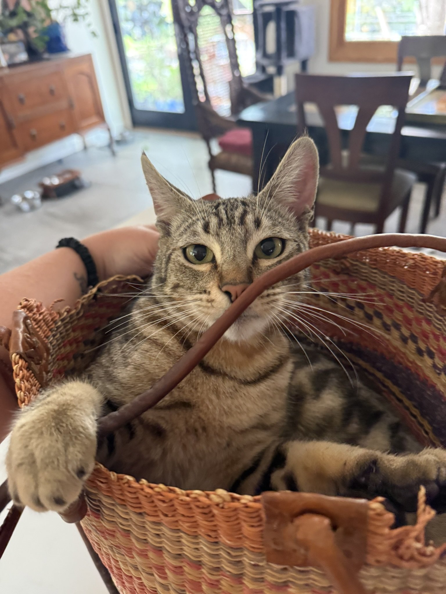 A tabby cat with green eyes lying in a woven basket, extending one paw out."}