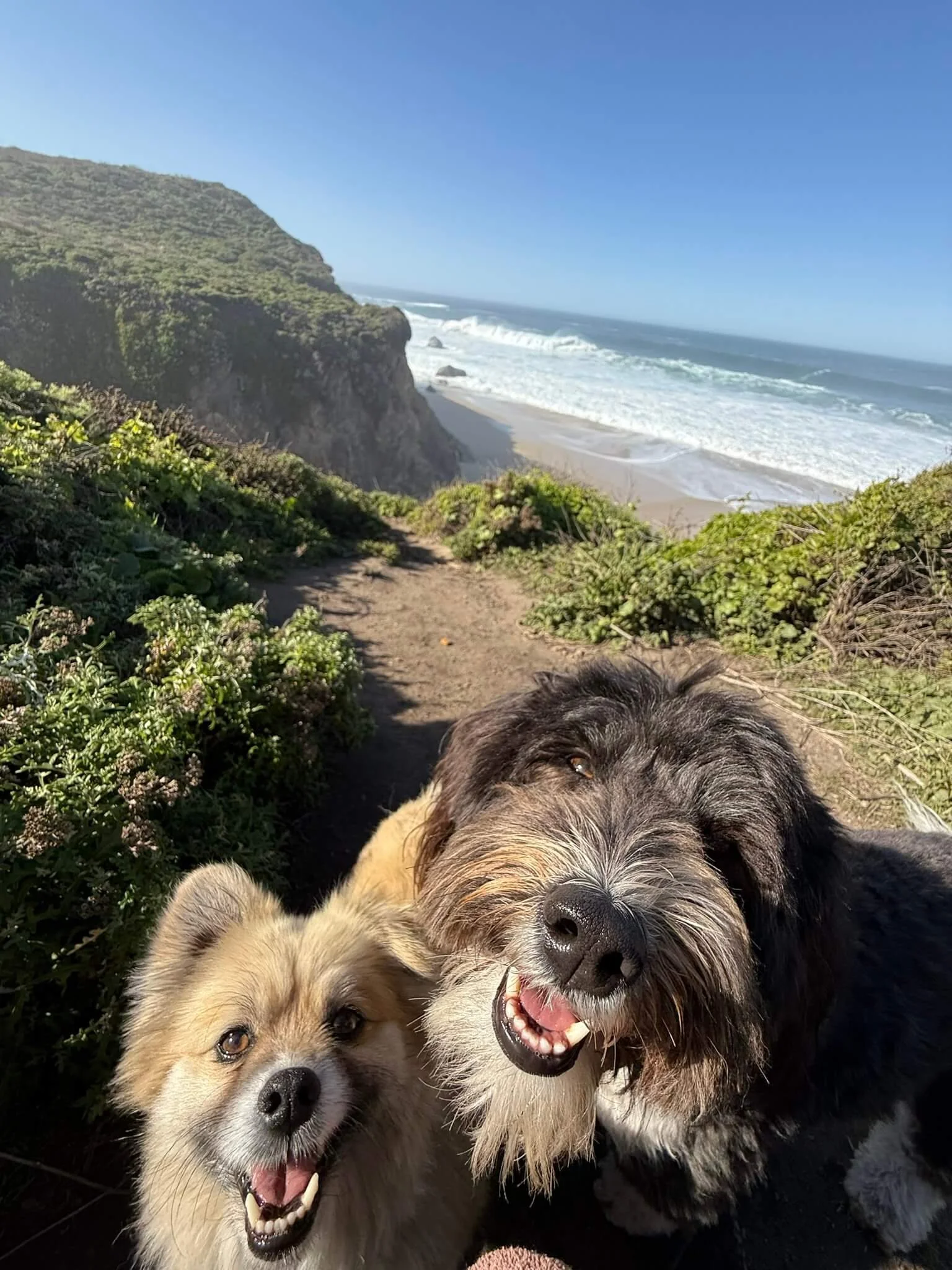 Two happy dogs, a light-colored husky and a black and white shepherd mix, standing on a dirt trail near a beach with waves and a rocky cliff in the background.