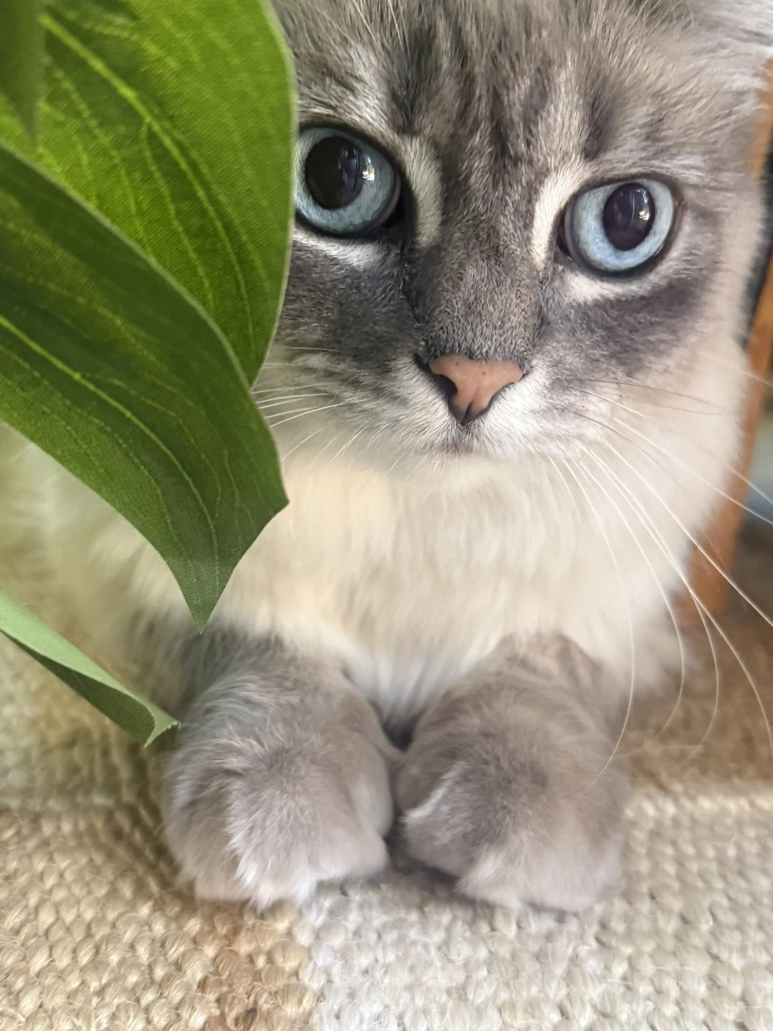 Close-up of a gray and white kitten with blue eyes hiding behind a green leaf on a beige carpet.