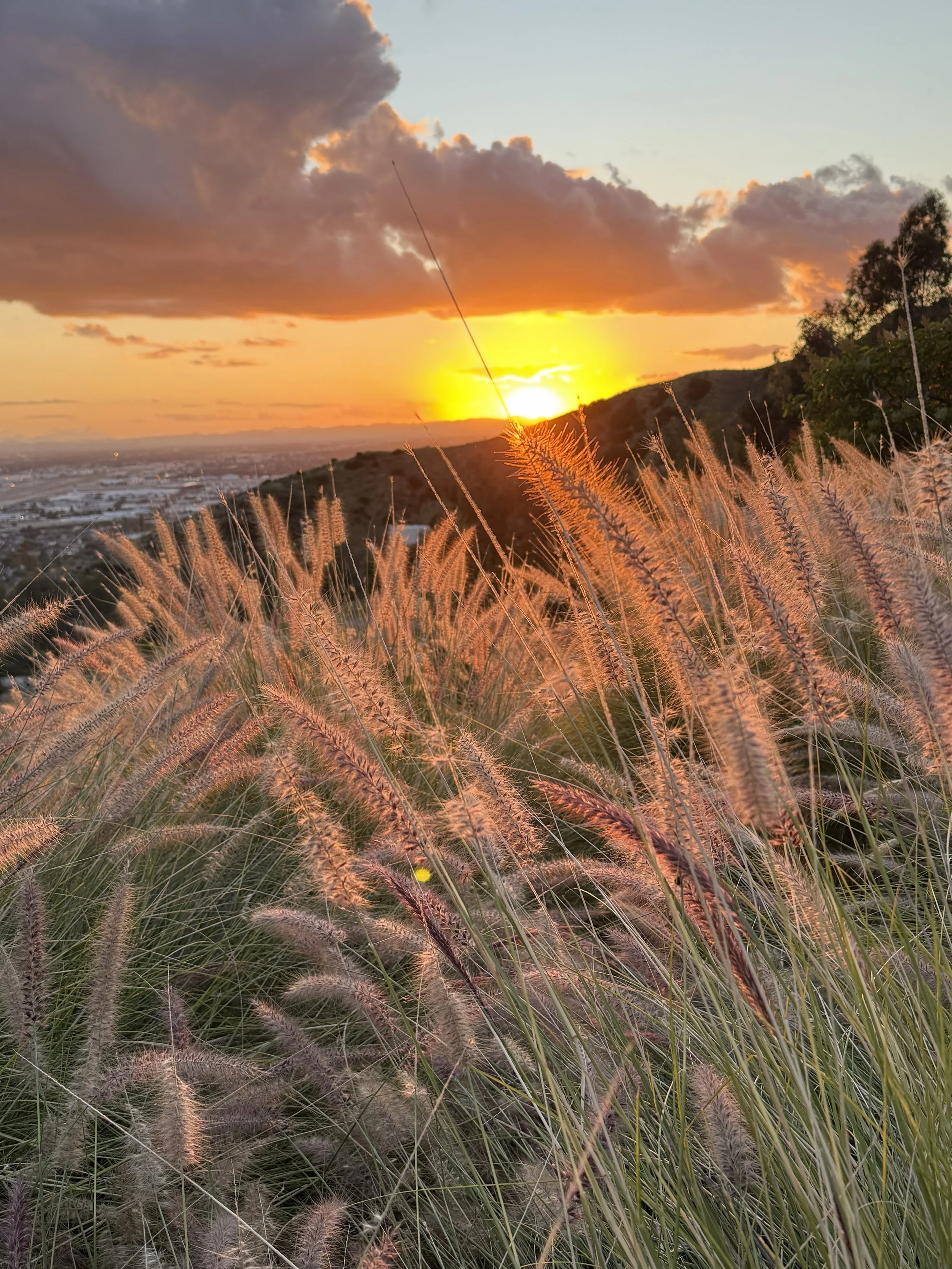 A scenic sunset over a hillside with wild grasses in the foreground and clouds in the sky.
