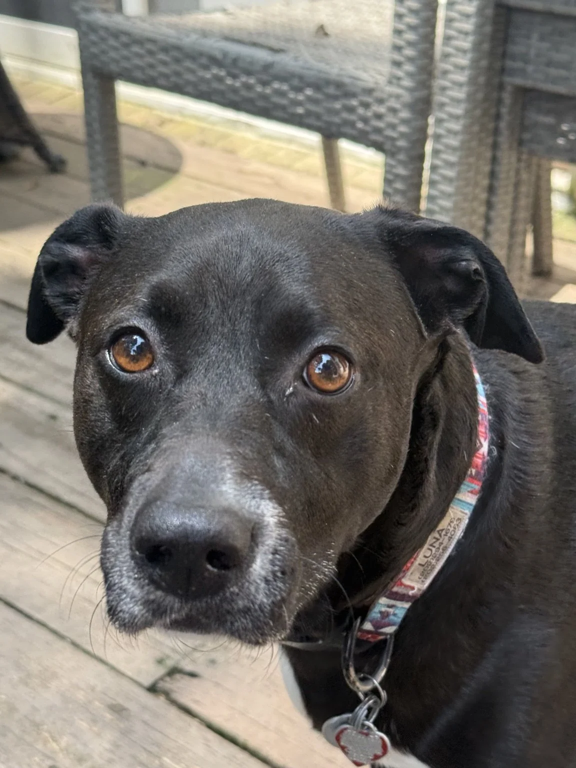 Close-up of a black dog with brown eyes and a multi-colored collar, looking at the camera on a wooden deck.