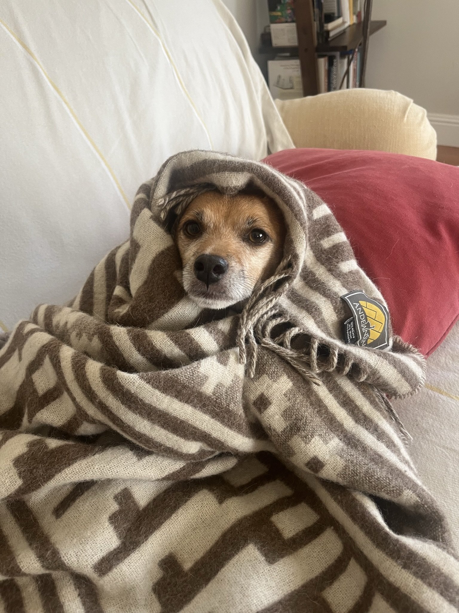 A small dog wrapped in a striped brown and beige blanket, resting on a person's lap, with a bookshelf in the background.