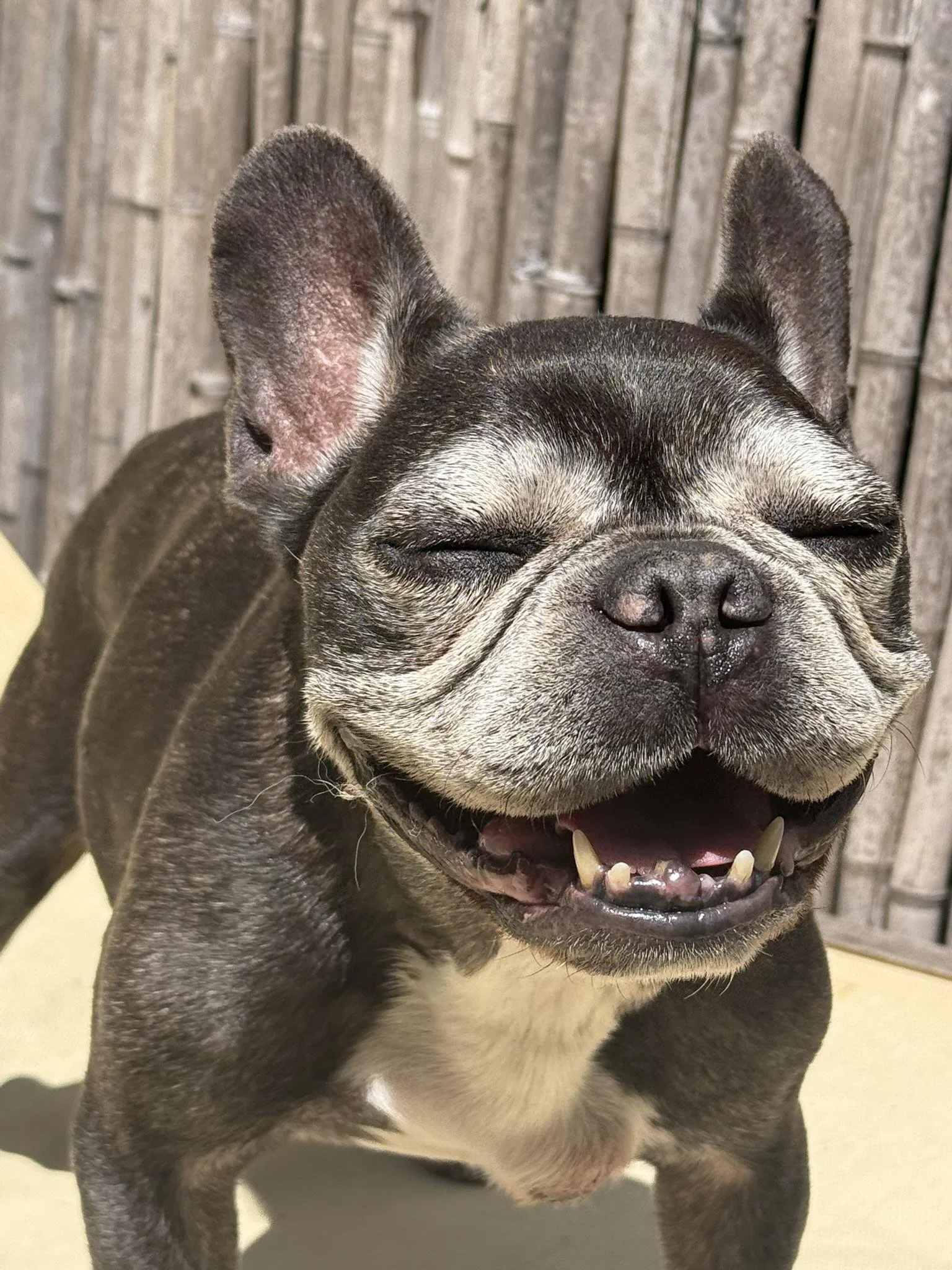 Close-up of a smiling French Bulldog with its eyes closed, standing in front of a wooden fence.