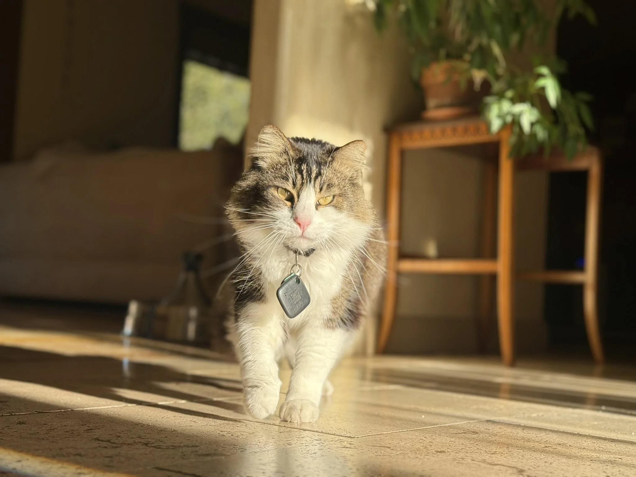 A domestic short-haired cat with a tabby and white coat walking on a tiled floor, with sunlight shining on its face and a background of a wooden table with potted plants and a window.