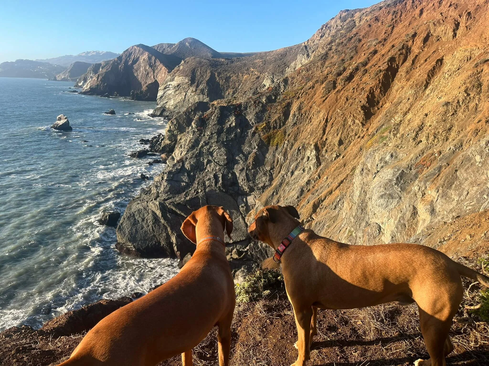 Two dogs standing on rocky coastline overlooking the ocean with rugged cliffs and mountains in the distance.