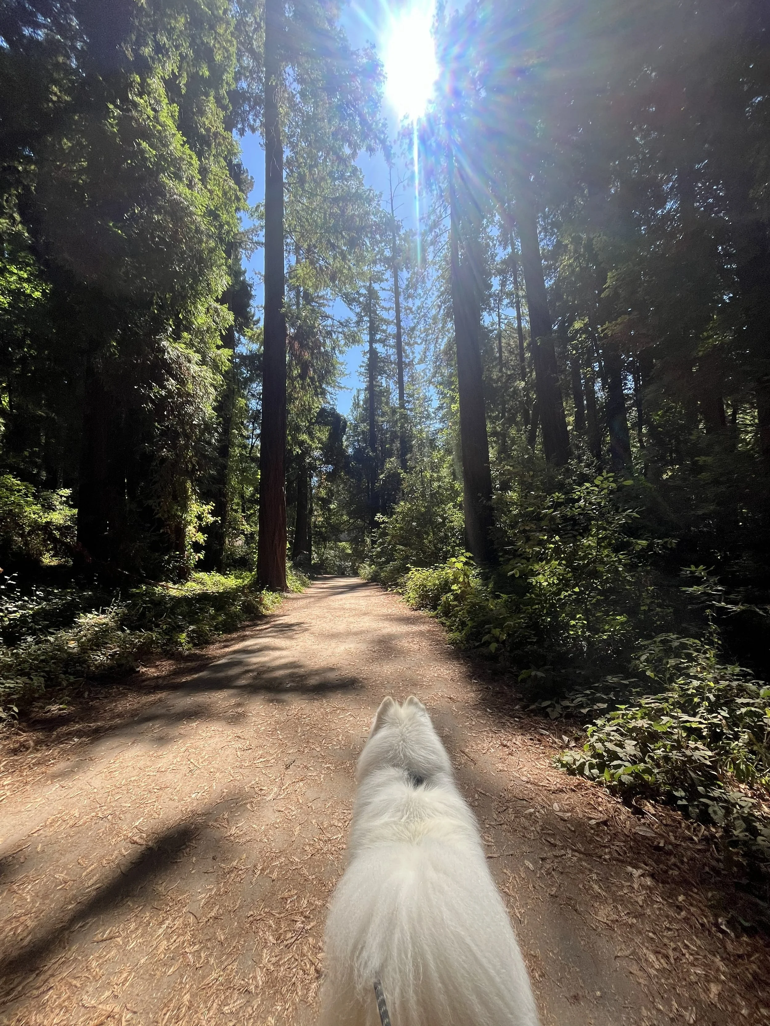 The photo shows a trail in a dense forest with tall trees and sunlight shining overhead. A white dog is walking on the trail in the foreground, with the camera capturing the view from behind the dog. Dog walking in los angeles california