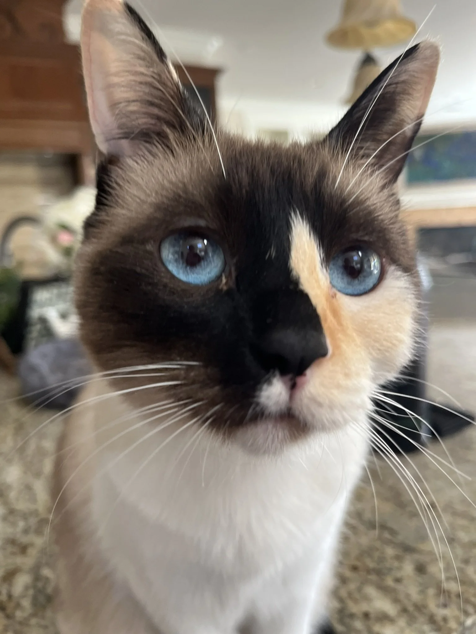 Close-up of a cat with blue eyes and a beige and black face, looking directly at the camera. The background is blurry and indoor.