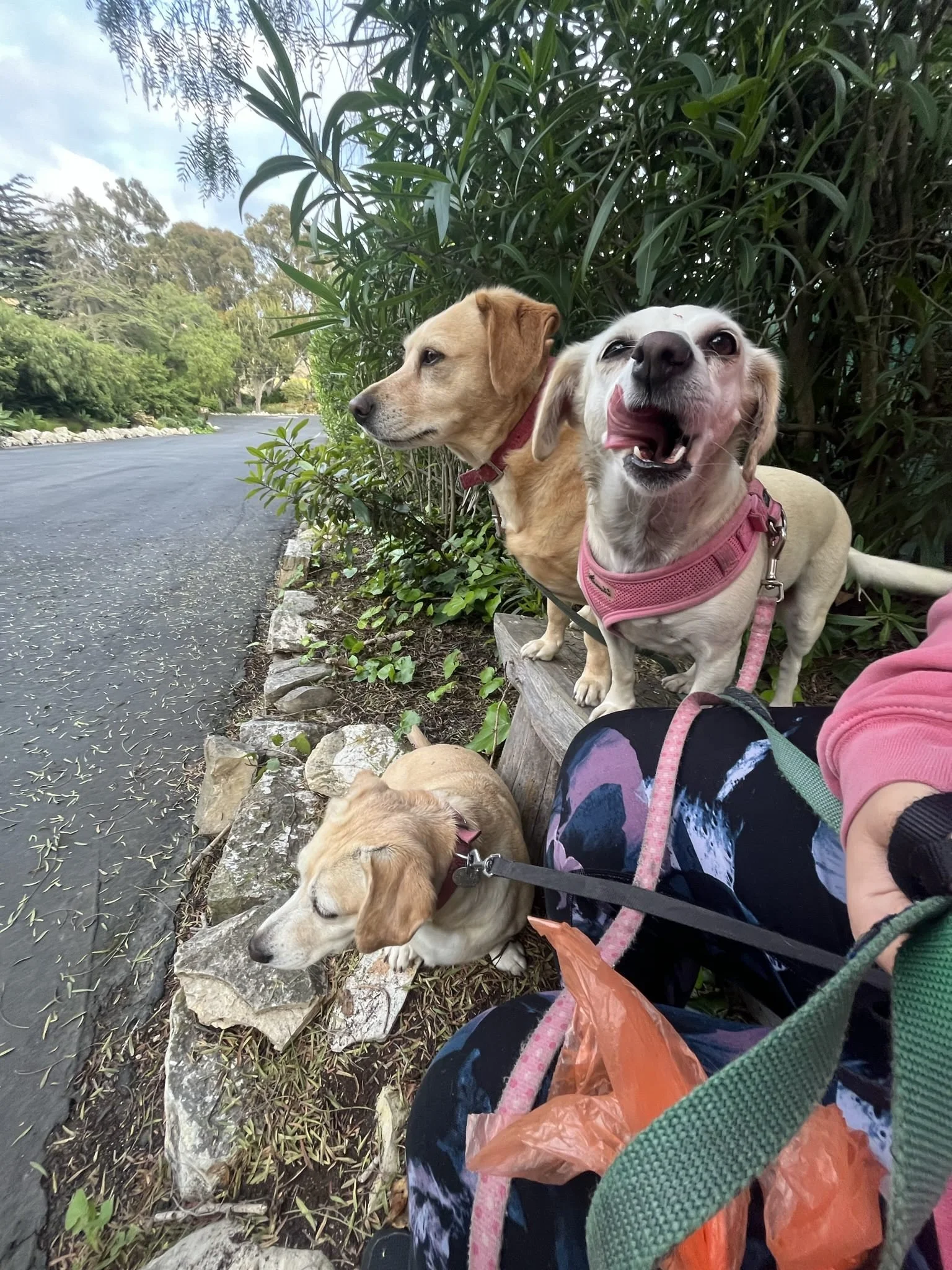 Two dogs sitting on a low stone wall by a paved path with green bushes and trees in the background. One dog is a tan-colored Labrador Retriever, and the other is a white and tan Dachshund. The Dachshund is yawning or barking, and there is a person’s arm and leg partially visible in the foreground.