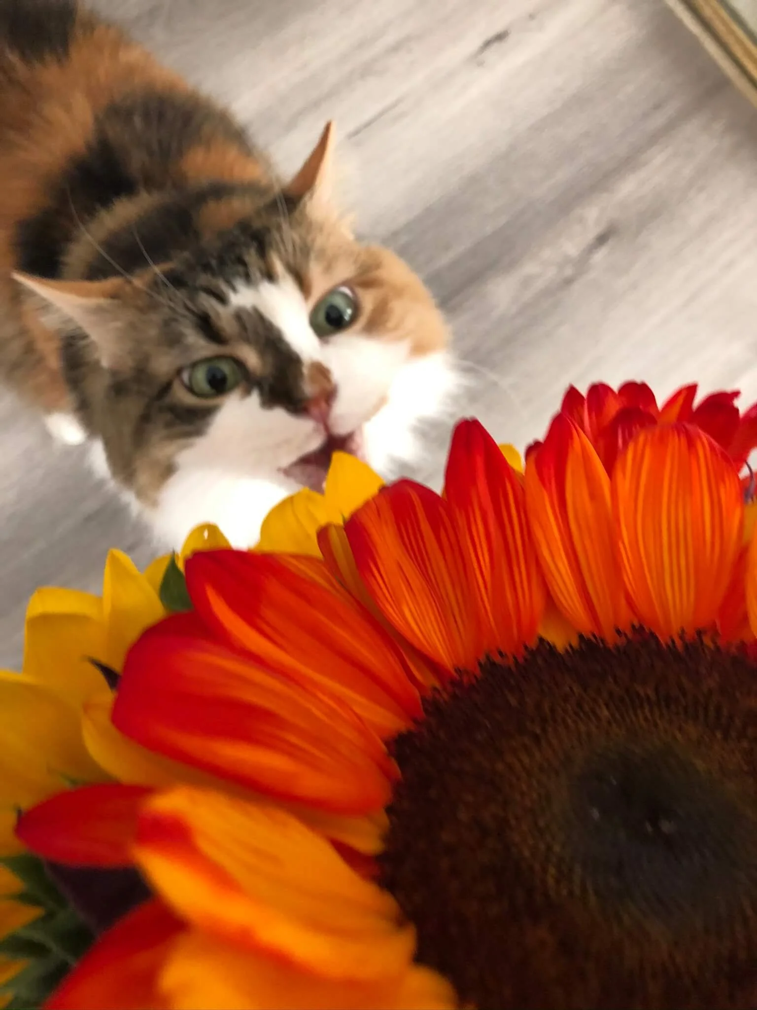 A calico cat with green eyes and white, black, and orange fur, leaning over vibrant red and yellow sunflowers on a wooden floor.