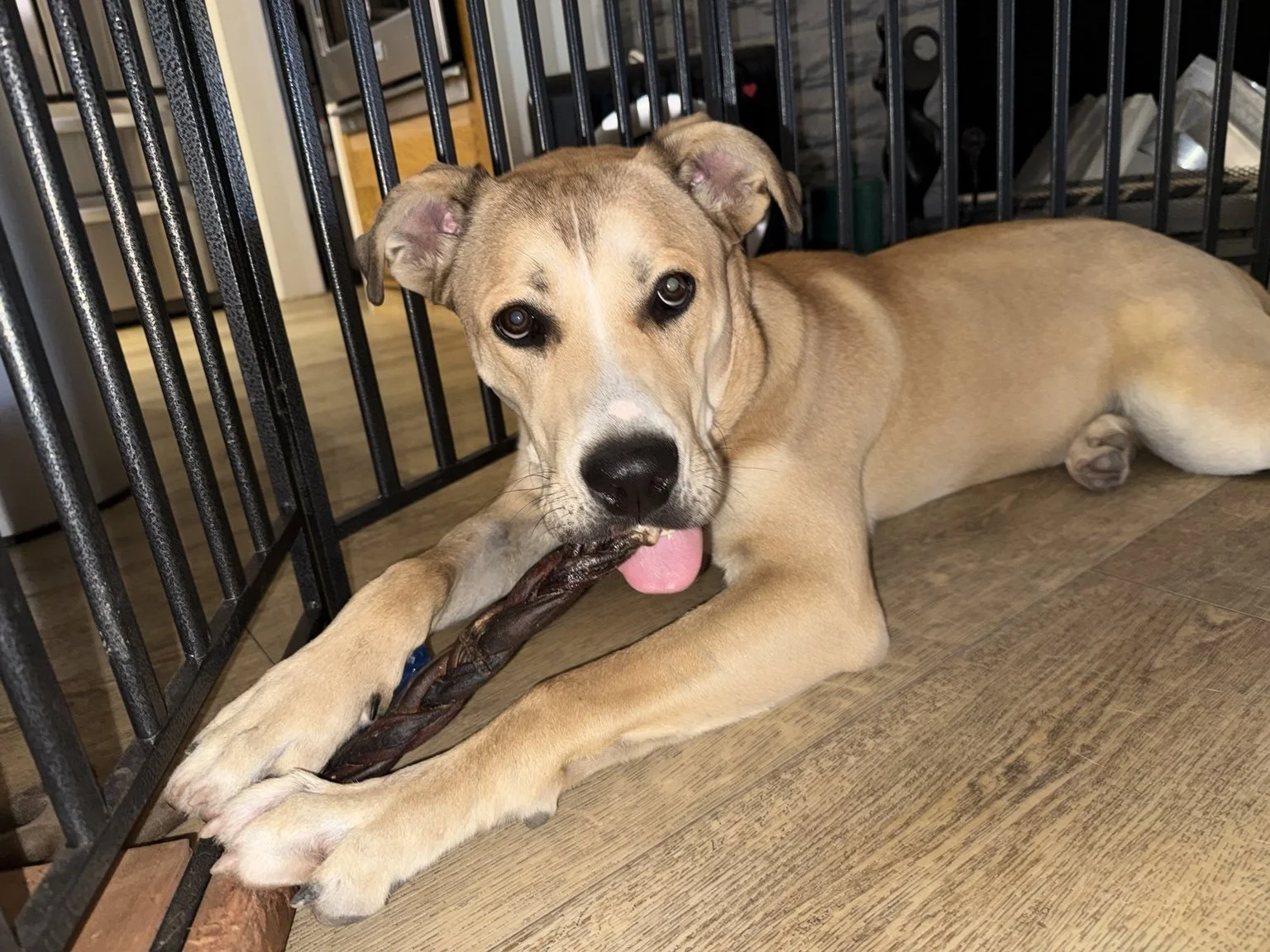 A tan and white dog lying on a wooden floor, chewing on a large stick, next to a black metal crate.