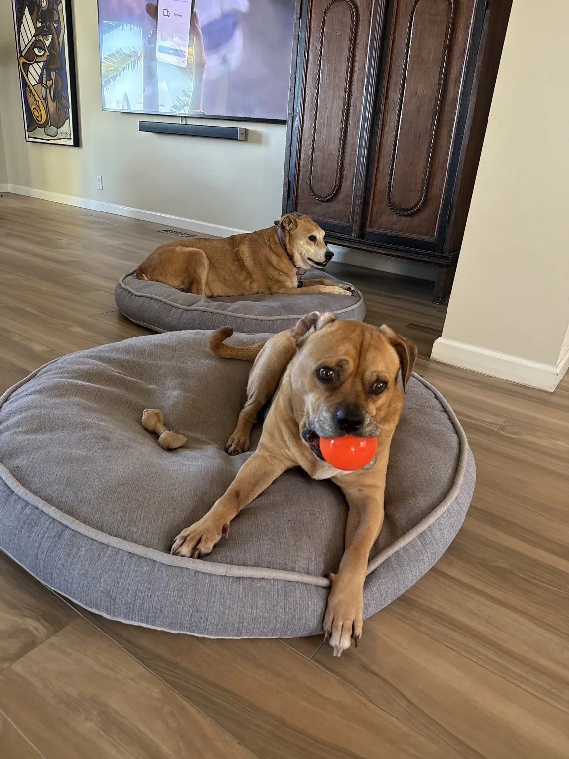 Two dogs lying on separate dog beds in a living room. One dog has a red ball in its mouth, and the other is looking away. There is a large TV mounted on the wall and a dark wooden cabinet. The floor is wood, and there is a piece of artwork hanging on the wall.
