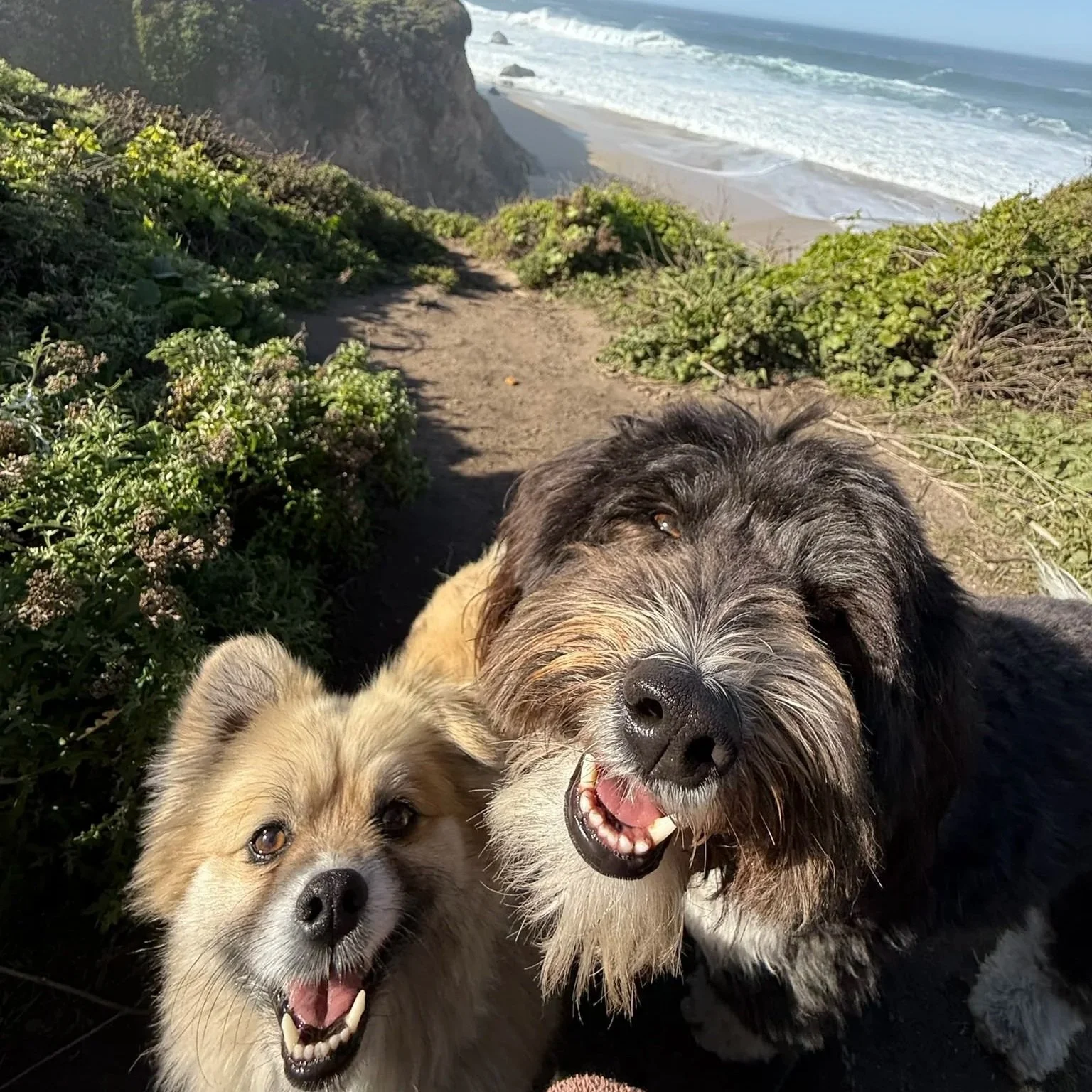 Two dogs, one tan and one black and gray, take a selfie on a beach trail with the ocean and cliffs in the background.