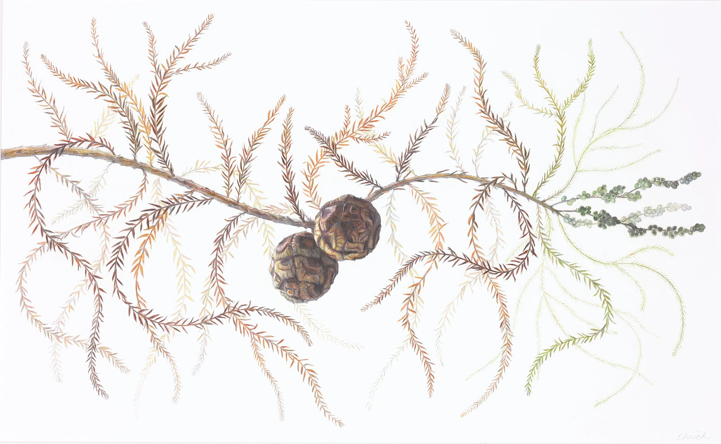 Baldcyprus Branch  (Taxodium distichum),
colored pencil and graphite. Sold