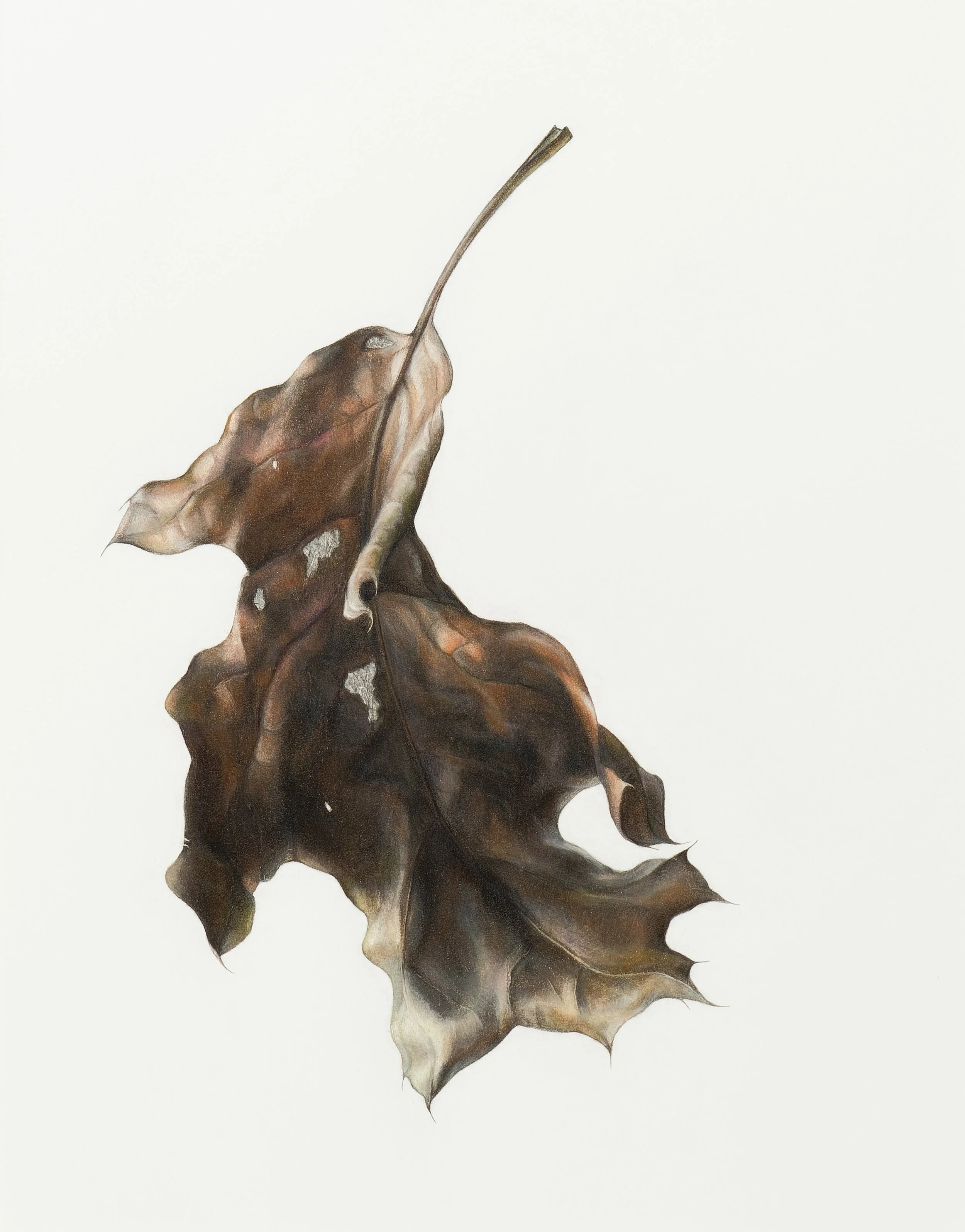 Red Oak Leaf (Quercus rubra),
colored pencil and graphite, 15 ½” x 12”