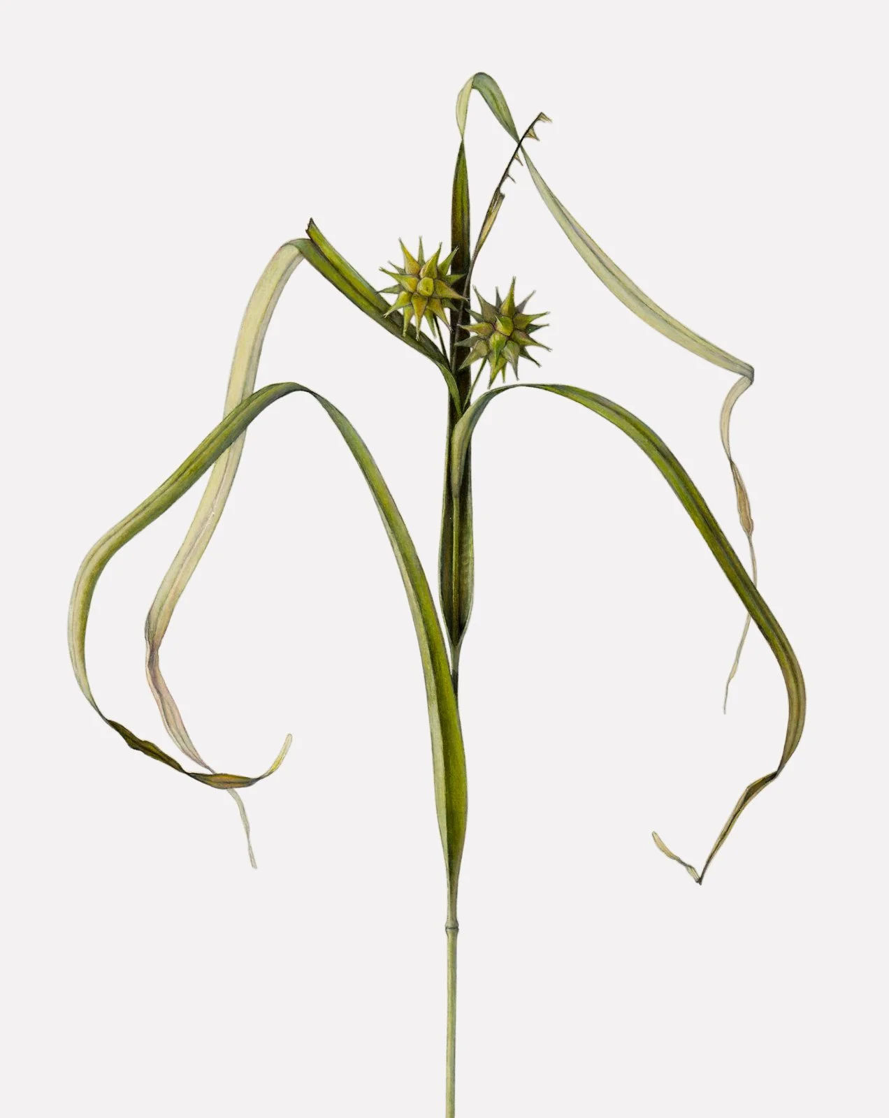 Gray’s Sedge Seed Heads  (Carex grayi),
colored pencil and graphite, 19 ½” x 15 ½”
