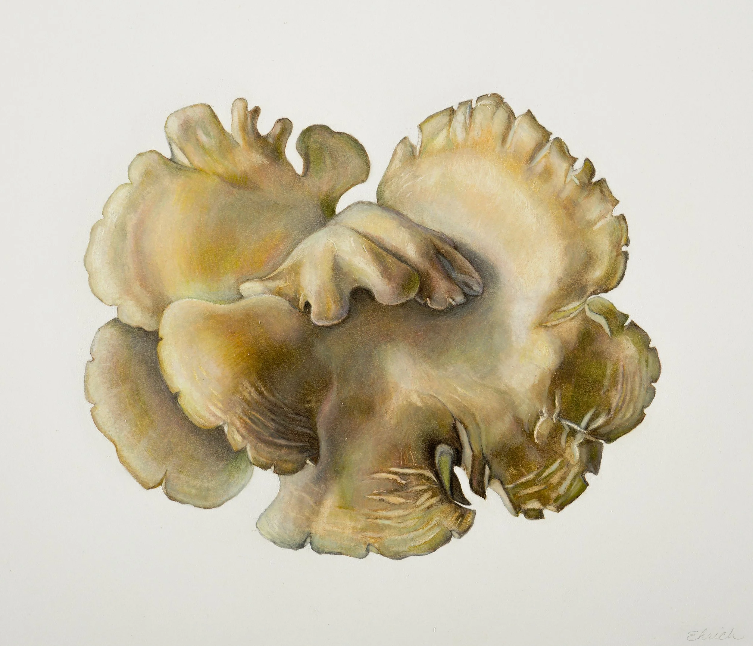 Oyster Mushroom (Pleurotus species),
colored pencil and graphite, 10 ½” x 12 ¼”