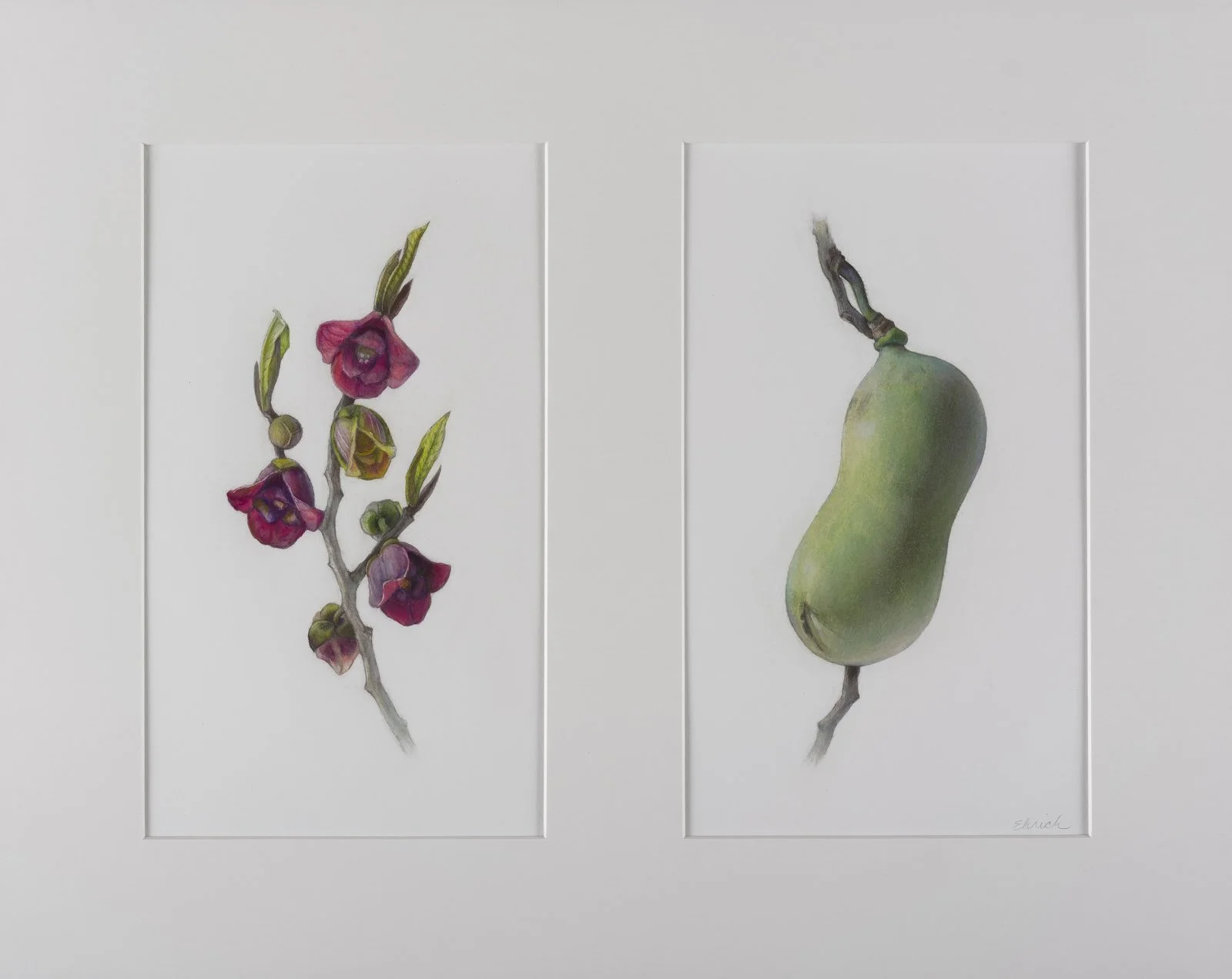 Pawpaw Flower and Fruit Diptych  (Asimina triloba), colored pencil and graphite