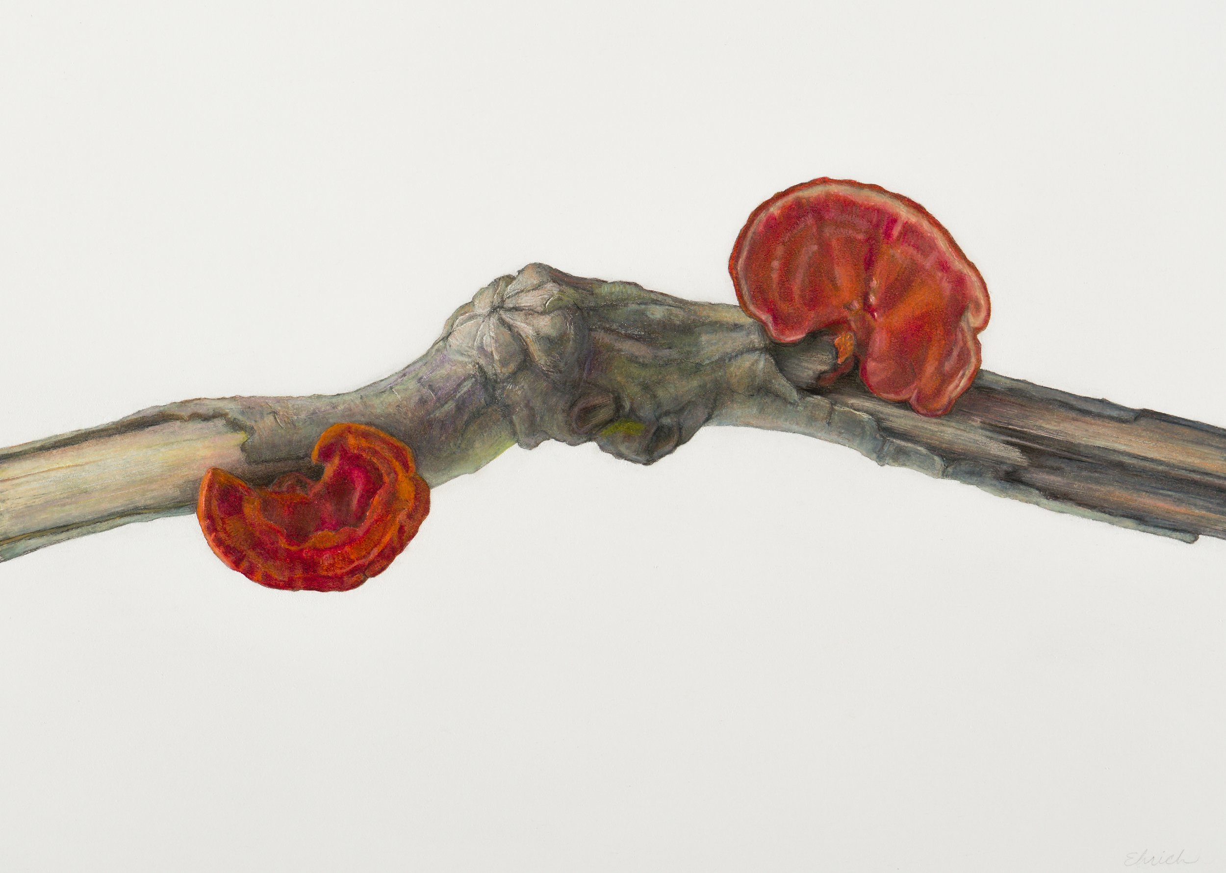 Northern Cinnabar Polypore (Trametes cinnabarina),
colored pencil and graphite, 10 ¾” x 14 ¾”