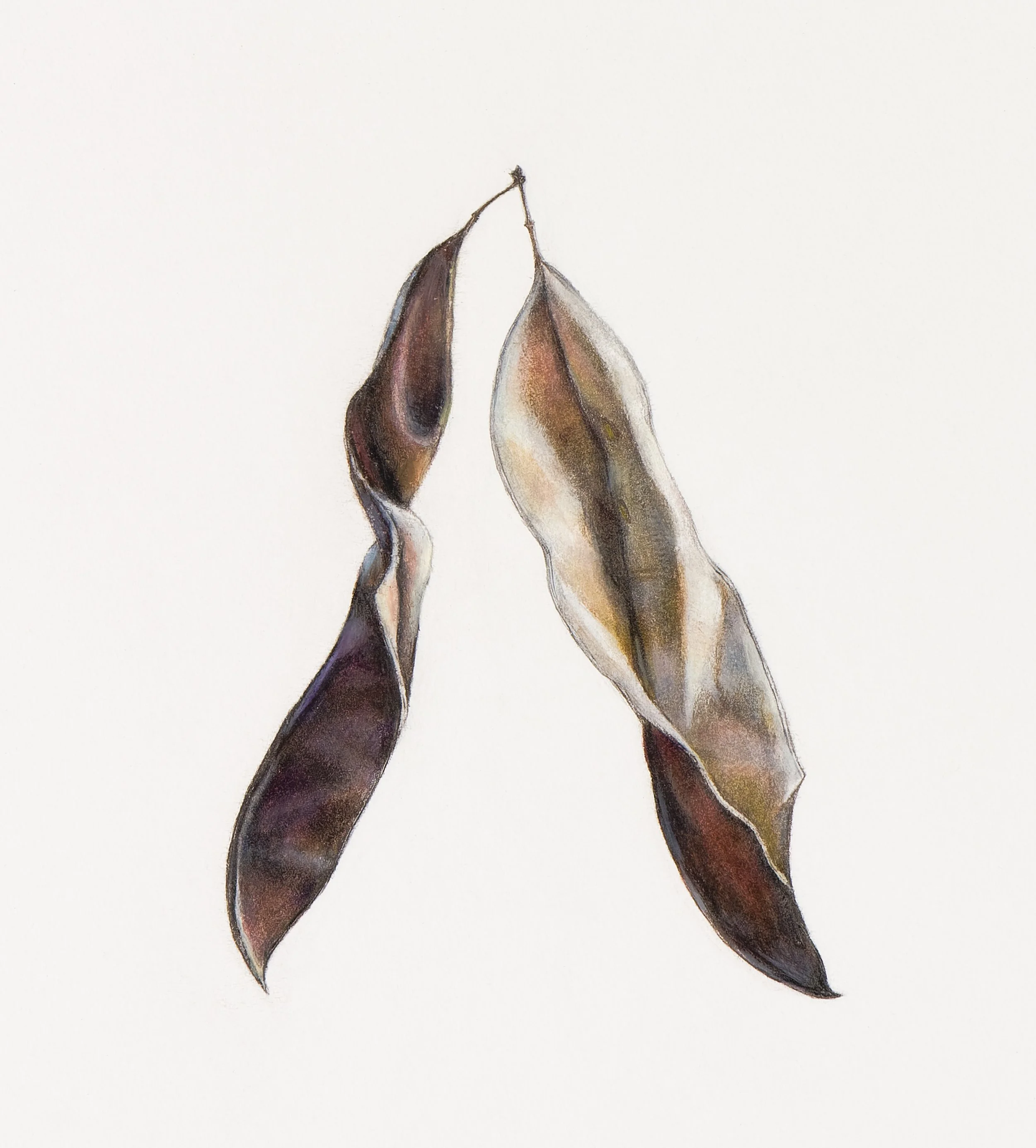 Redbud Seed Pods (Cercis canadensis),
colored pencil and graphite, 6 ¼” x 5 ½”