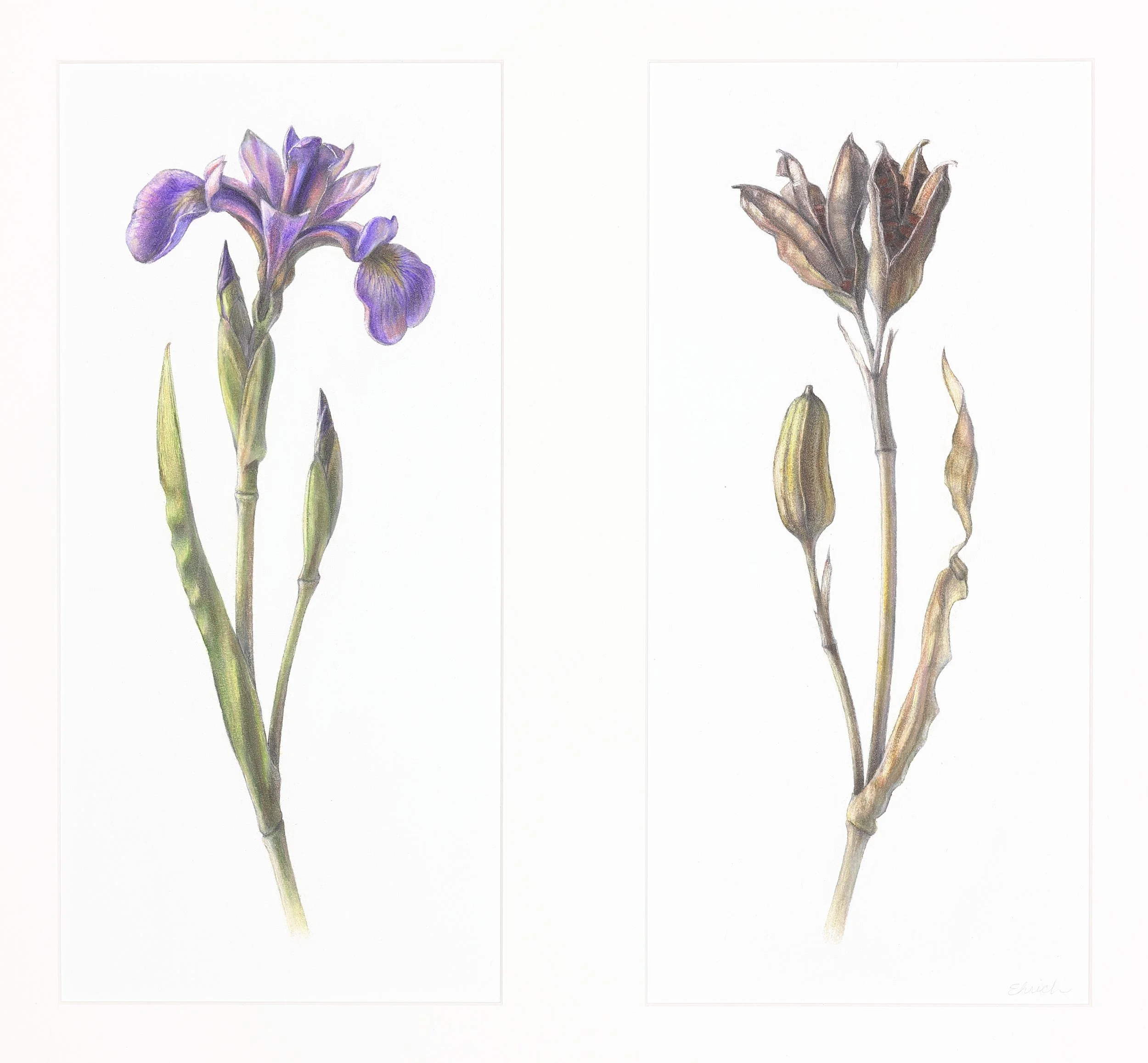 Northern Blue Flag Flower and Fruit Diptych  (Iris versicolor),
colored pencil and graphite. Each drawing is 14" x 6 1/2".