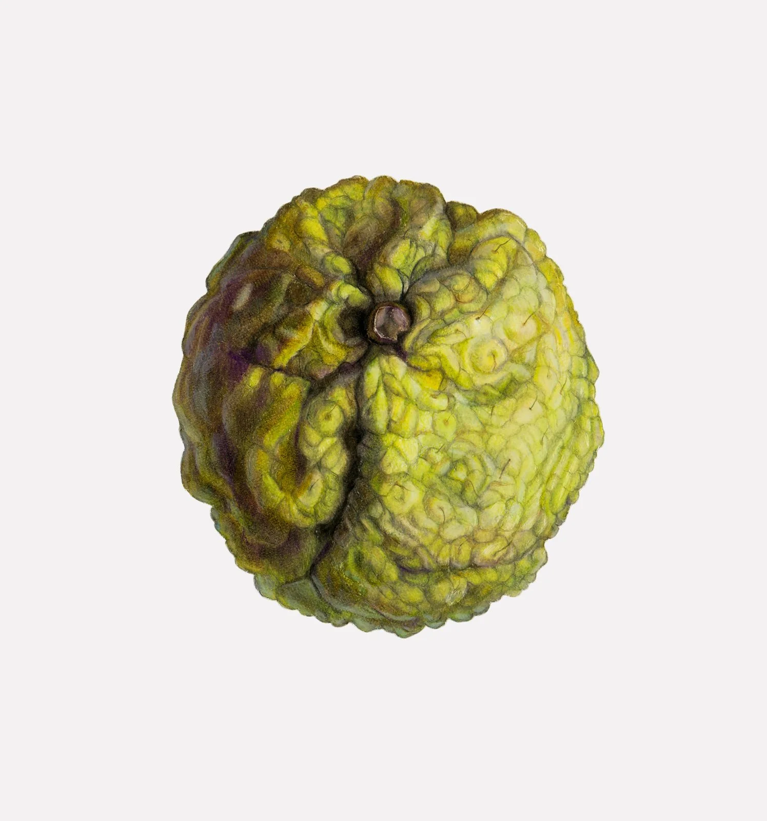 Osage Orange Fruit (Maclura pomifera), colored pencil and graphite, sold