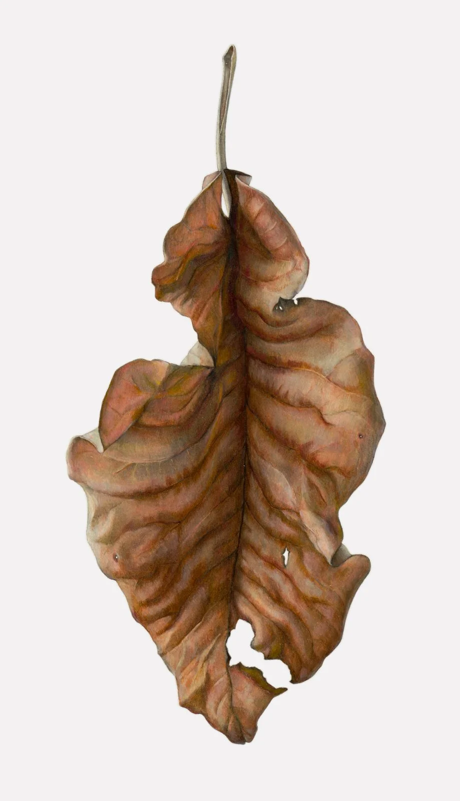 Bigleaf Magnolia Leaf  (Magnolia macrophylla),  
colored pencil and graphite, 22 ¼” x 12 ¾”

