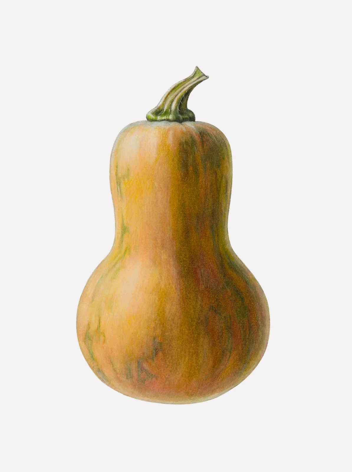 Butternut Squash  (Cucurbita moshata),
colored pencil and graphite, 11 ¾” x 8 ¾”