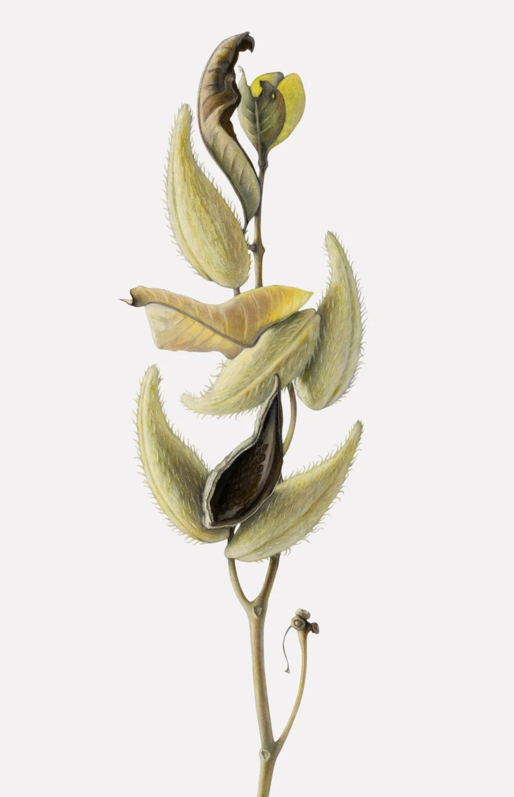 Common Milkweed Seedpods (Asclepius syriaca), colored pencil and graphite, sold