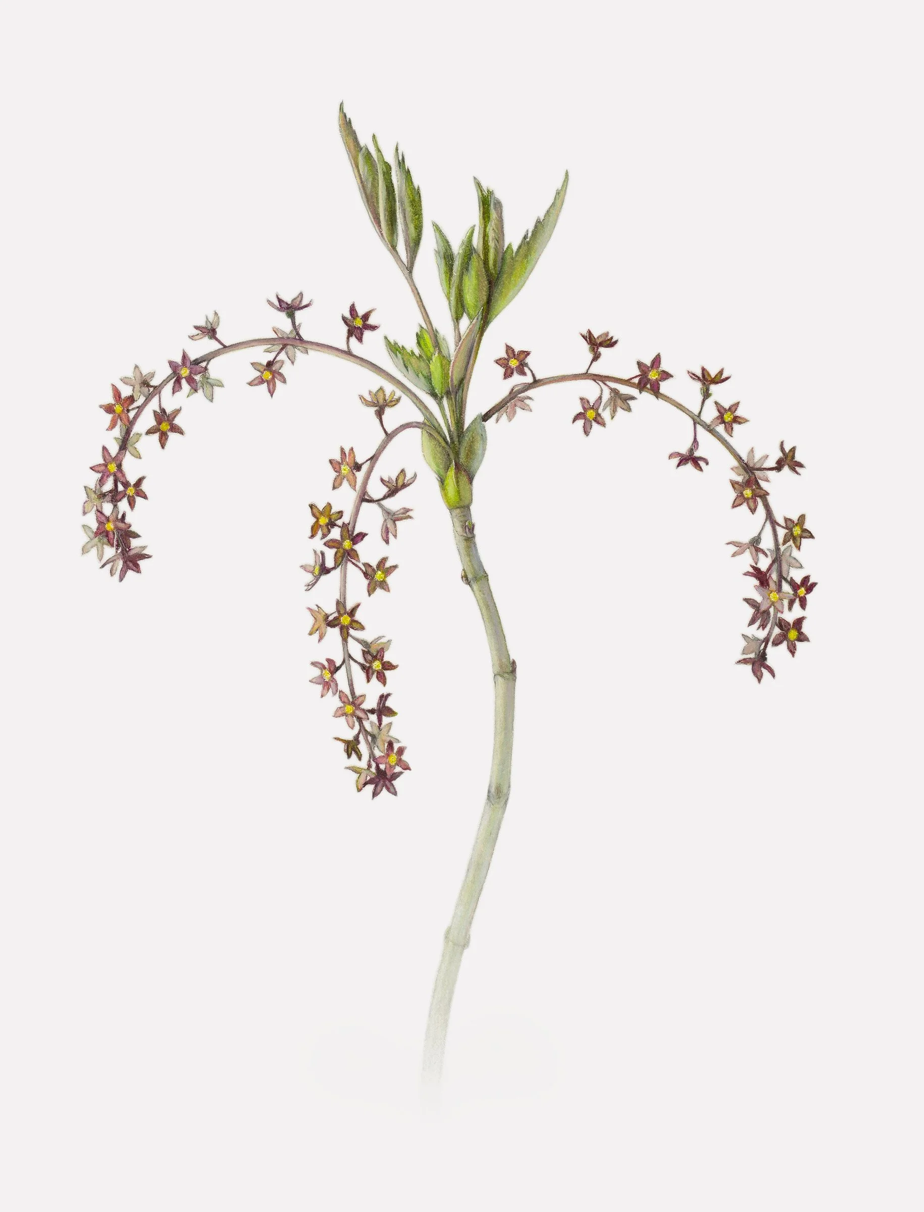 Yellowroot Flowers  (Xanthorhiza simplicissima),
colored pencil and graphite, 15 ½” x 12”