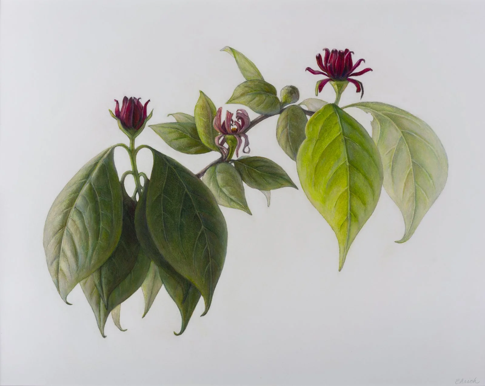 Carolina Allspice Flowers  (Calycanthus floridus). colored pencil and graphite